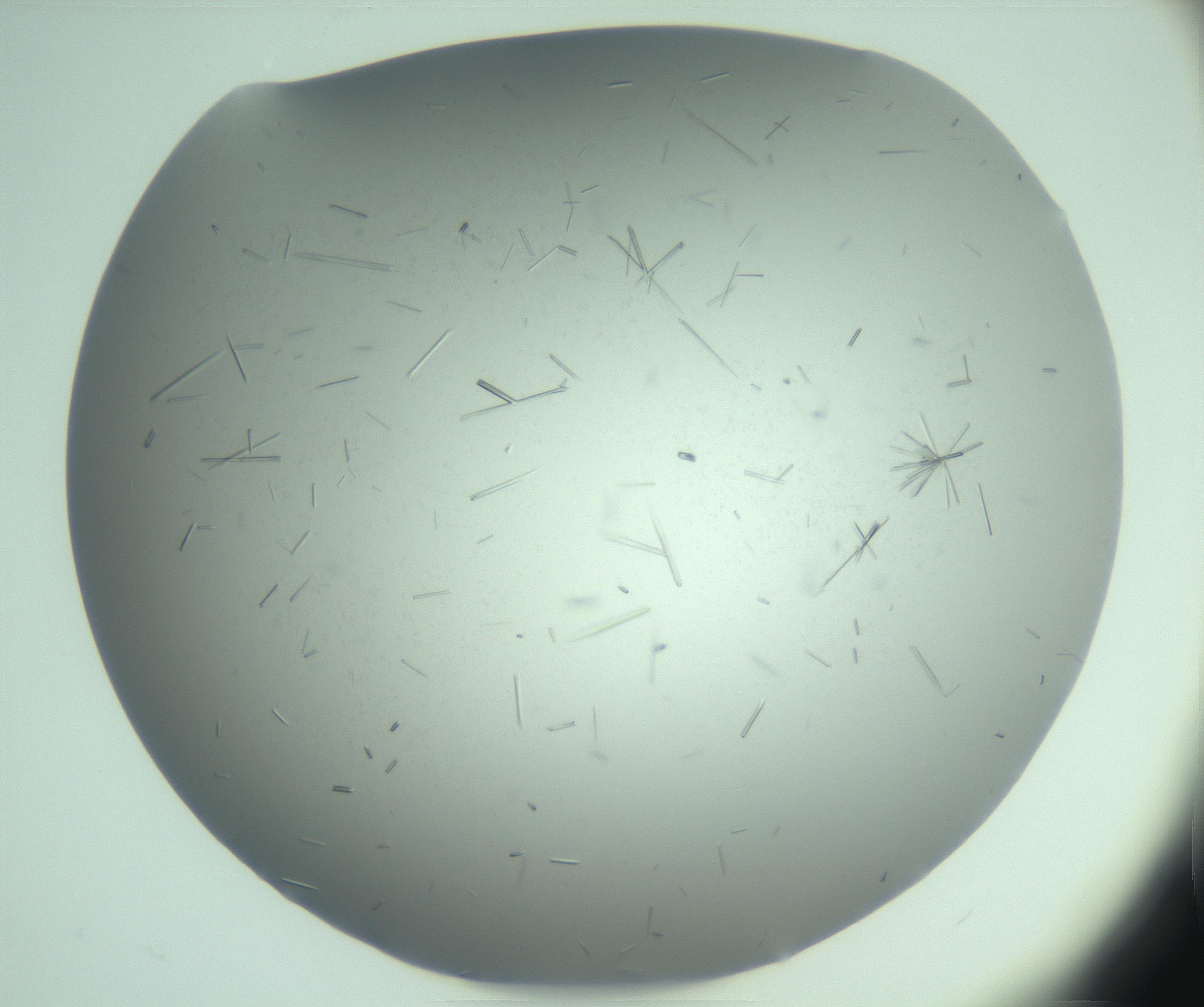 RI01_03_000_0212_Proj1_Clon1_MC_0000MC103274_002_170214_04_06_02_00_99_002_001_RAI.jpg