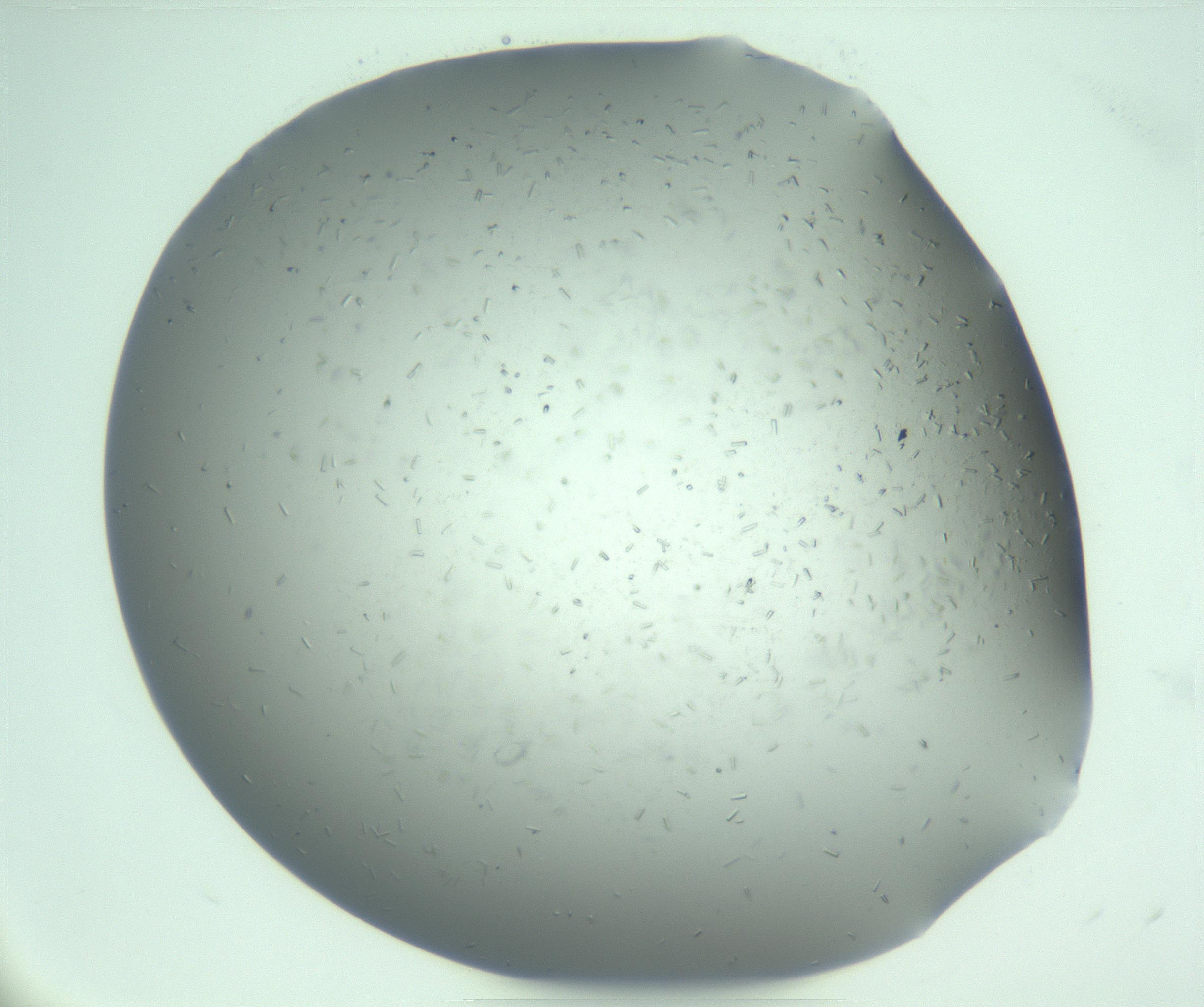 RI01_03_000_0212_Proj1_Clon1_MC_0000MC103274_002_170214_04_07_01_00_99_002_001_RAI.jpg