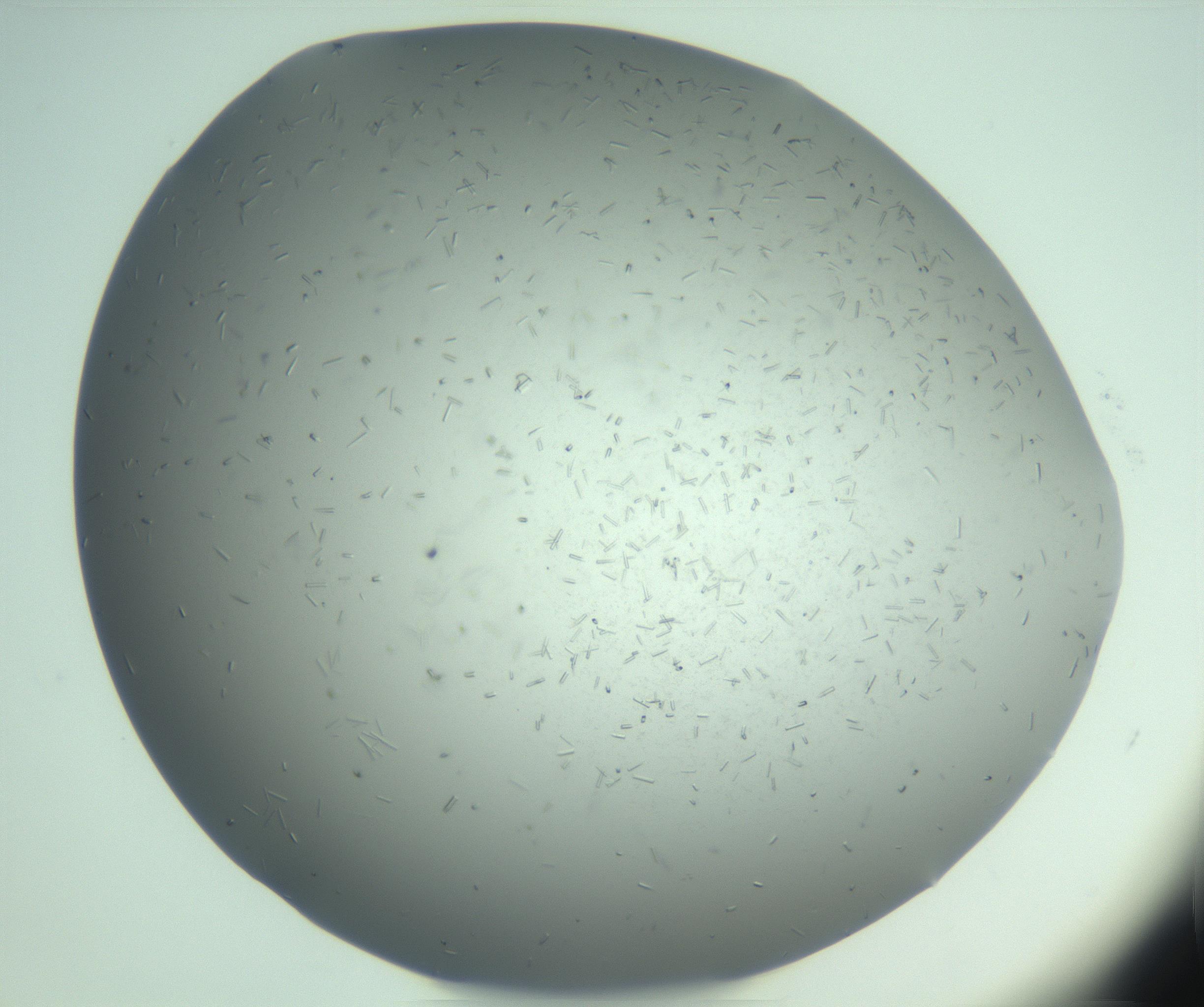 RI01_03_000_0212_Proj1_Clon1_MC_0000MC103274_002_170214_04_07_02_00_99_002_001_RAI.jpg
