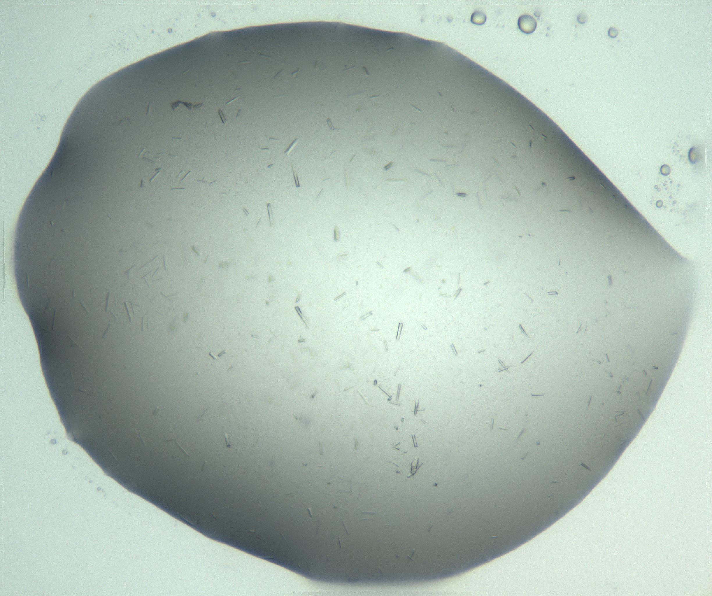 RI01_03_000_0212_Proj1_Clon1_MC_0000MC103274_002_170214_04_08_01_00_99_002_001_RAI.jpg