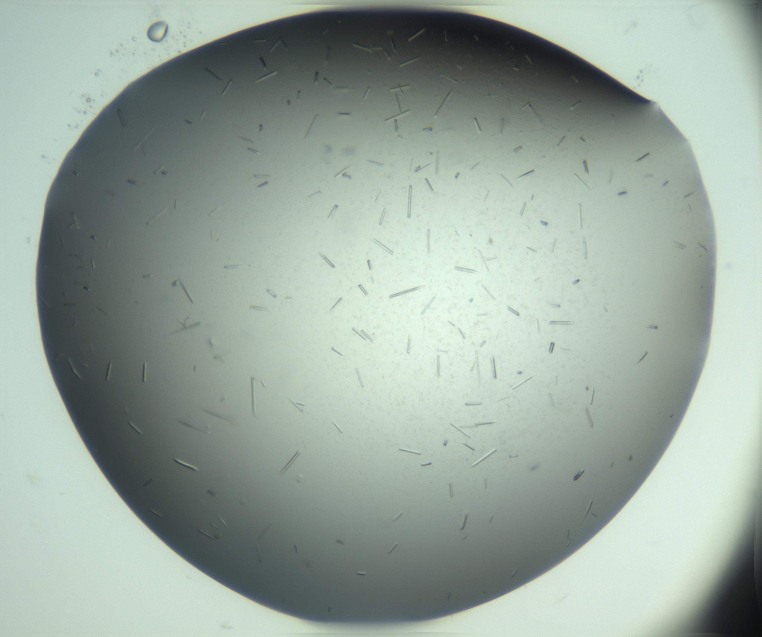 RI01_03_000_0212_Proj1_Clon1_MC_0000MC103274_002_170214_04_08_02_00_99_002_001_RAI.jpg