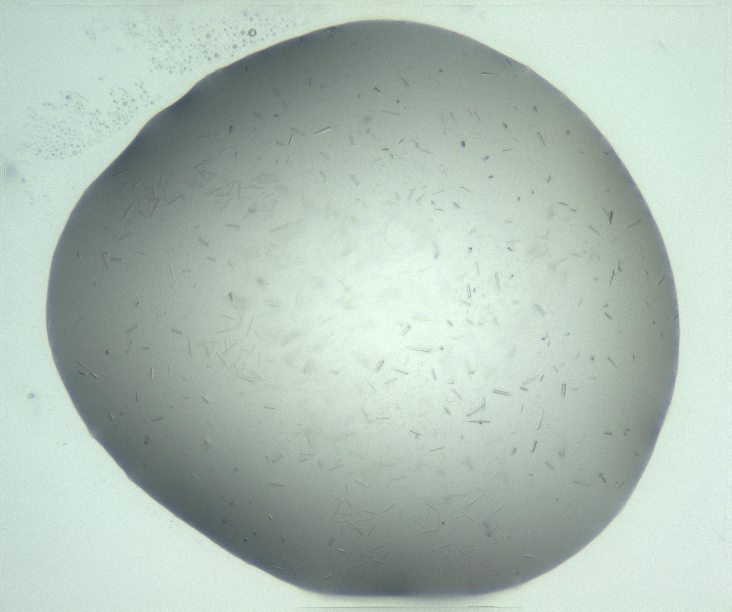 RI01_03_000_0212_Proj1_Clon1_MC_0000MC103274_002_170214_05_02_01_00_99_002_001_RAI.jpg