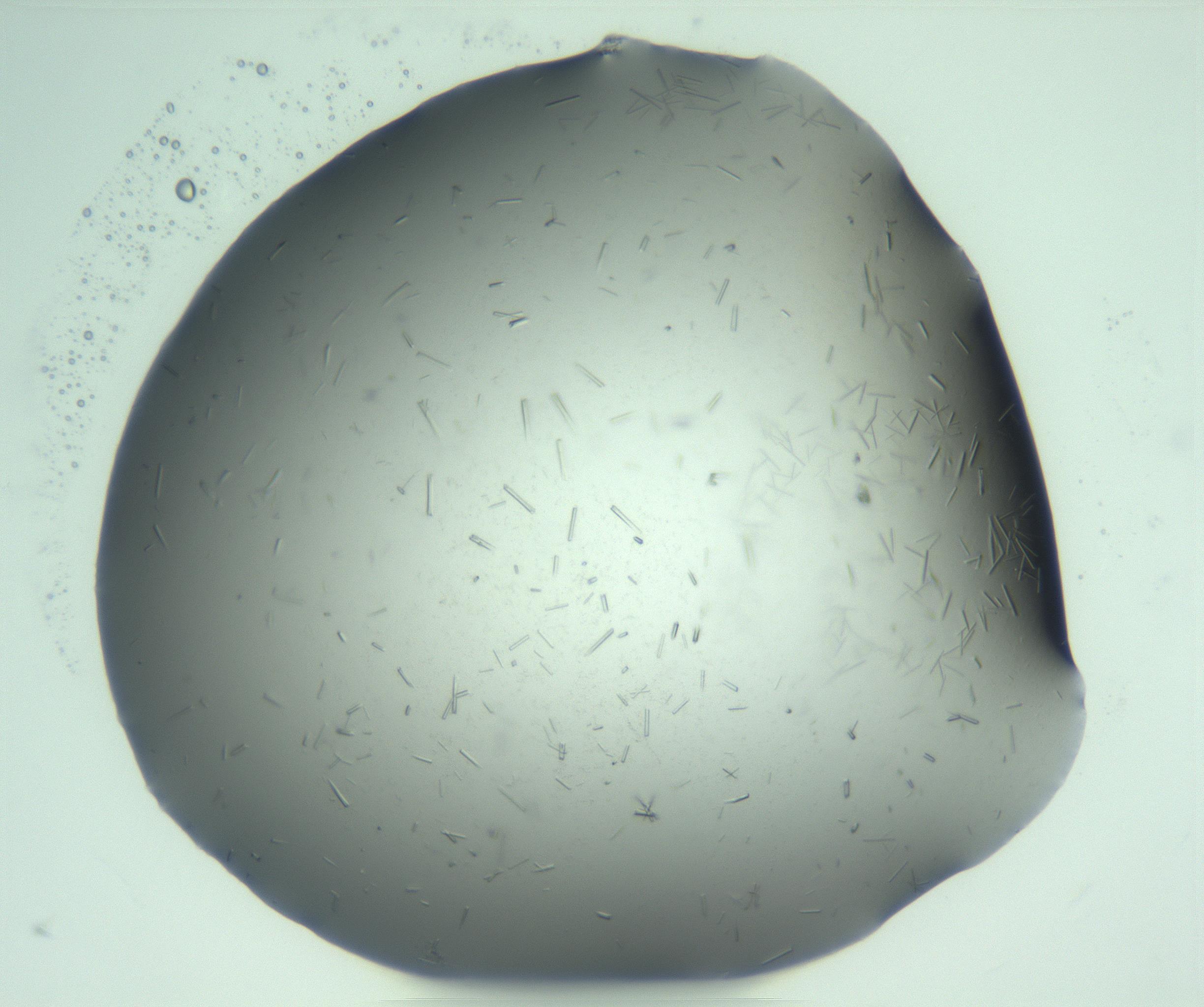 RI01_03_000_0212_Proj1_Clon1_MC_0000MC103274_002_170214_05_03_01_00_99_002_001_RAI.jpg