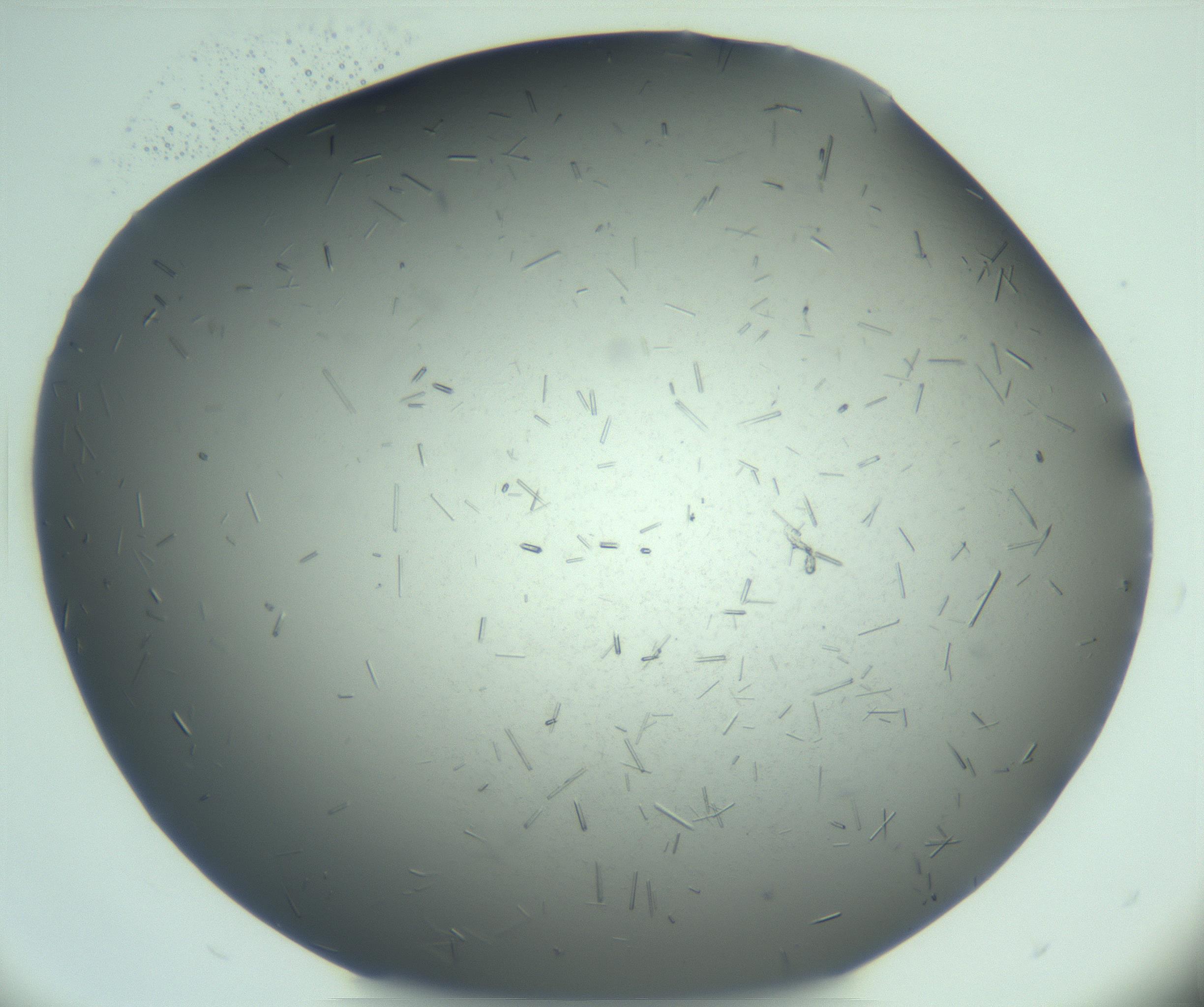 RI01_03_000_0212_Proj1_Clon1_MC_0000MC103274_002_170214_05_03_02_00_99_002_001_RAI.jpg