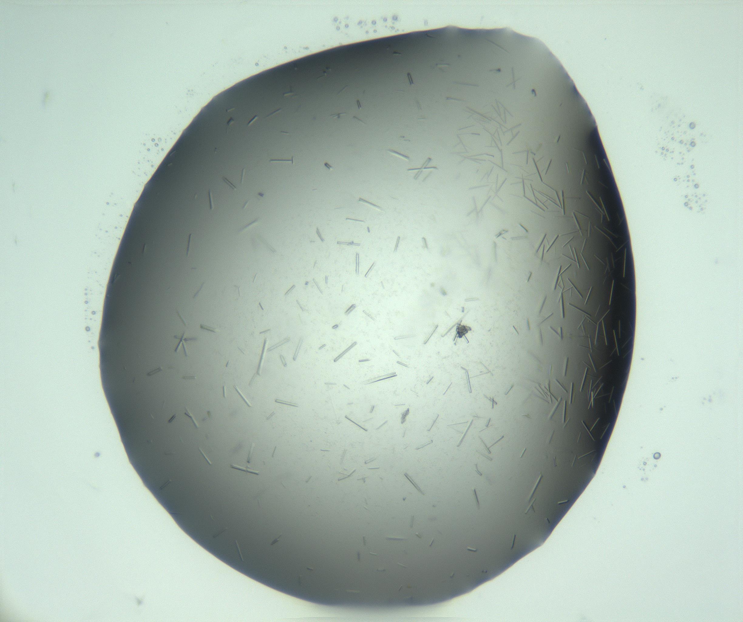 RI01_03_000_0212_Proj1_Clon1_MC_0000MC103274_002_170214_05_04_01_00_99_002_001_RAI.jpg