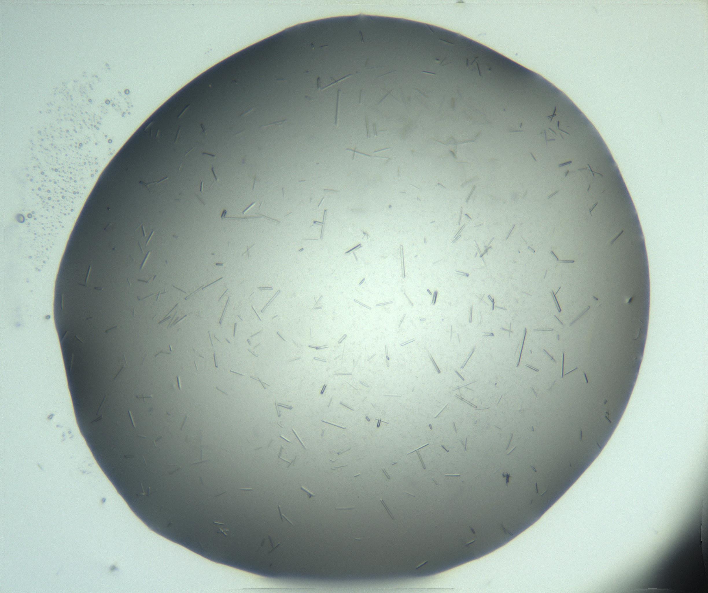 RI01_03_000_0212_Proj1_Clon1_MC_0000MC103274_002_170214_05_04_02_00_99_002_001_RAI.jpg