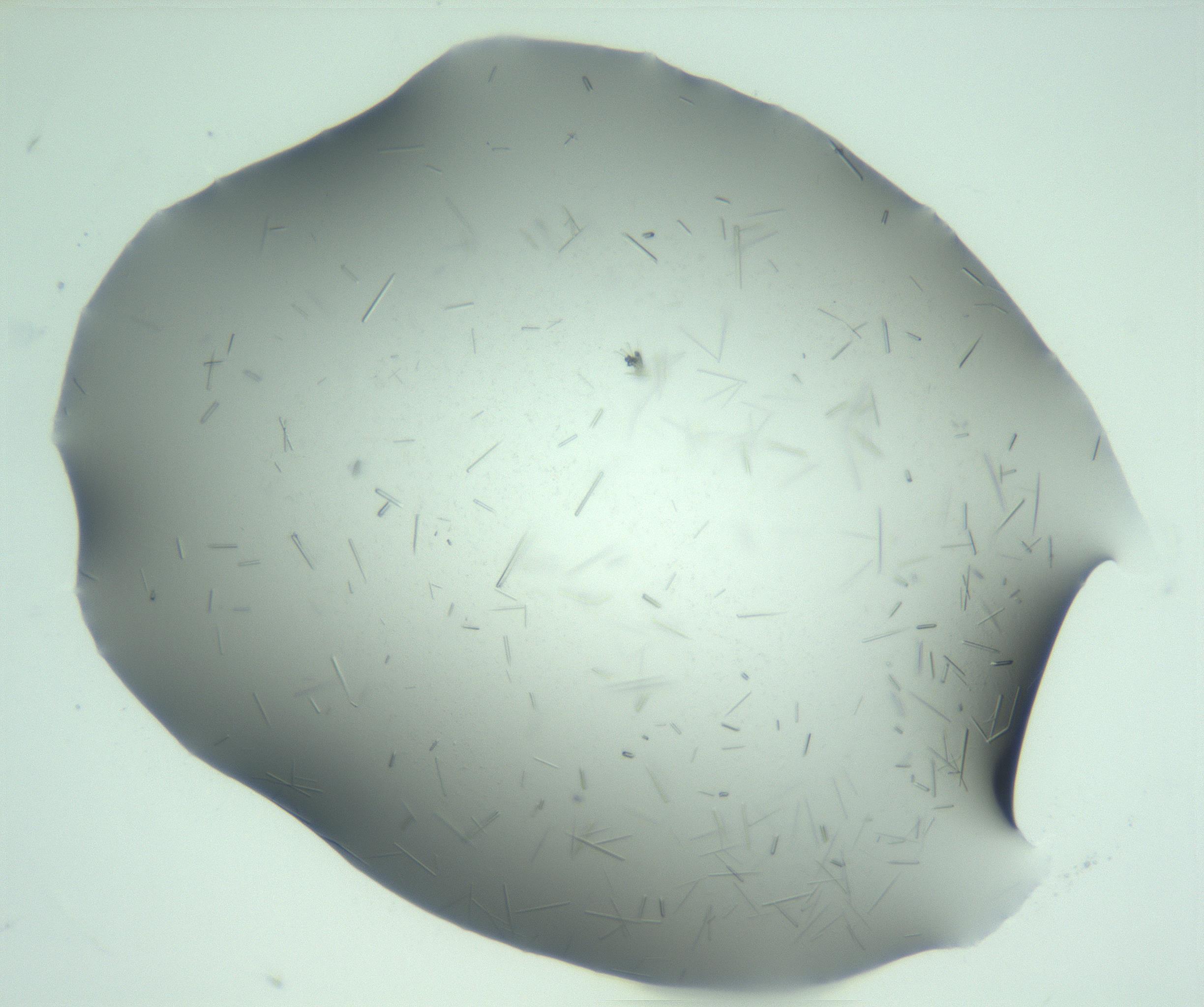 RI01_03_000_0212_Proj1_Clon1_MC_0000MC103274_002_170214_05_05_01_00_99_002_001_RAI.jpg