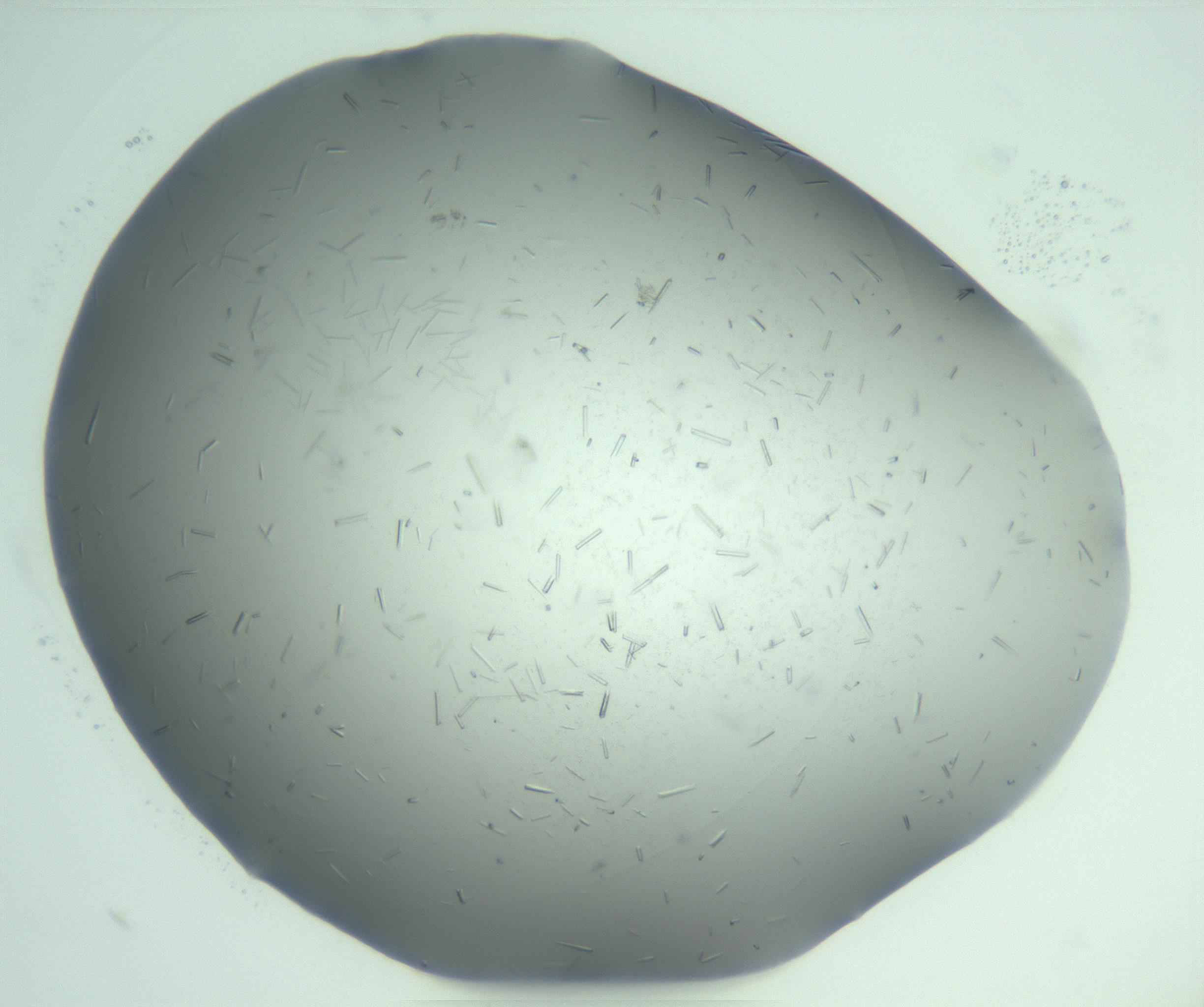 RI01_03_000_0212_Proj1_Clon1_MC_0000MC103274_002_170214_05_06_01_00_99_002_001_RAI.jpg