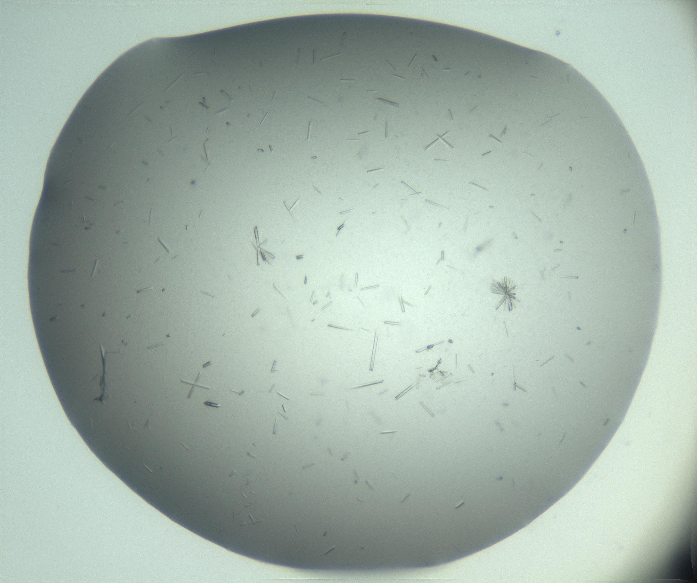 RI01_03_000_0212_Proj1_Clon1_MC_0000MC103274_002_170214_05_06_02_00_99_002_001_RAI.jpg