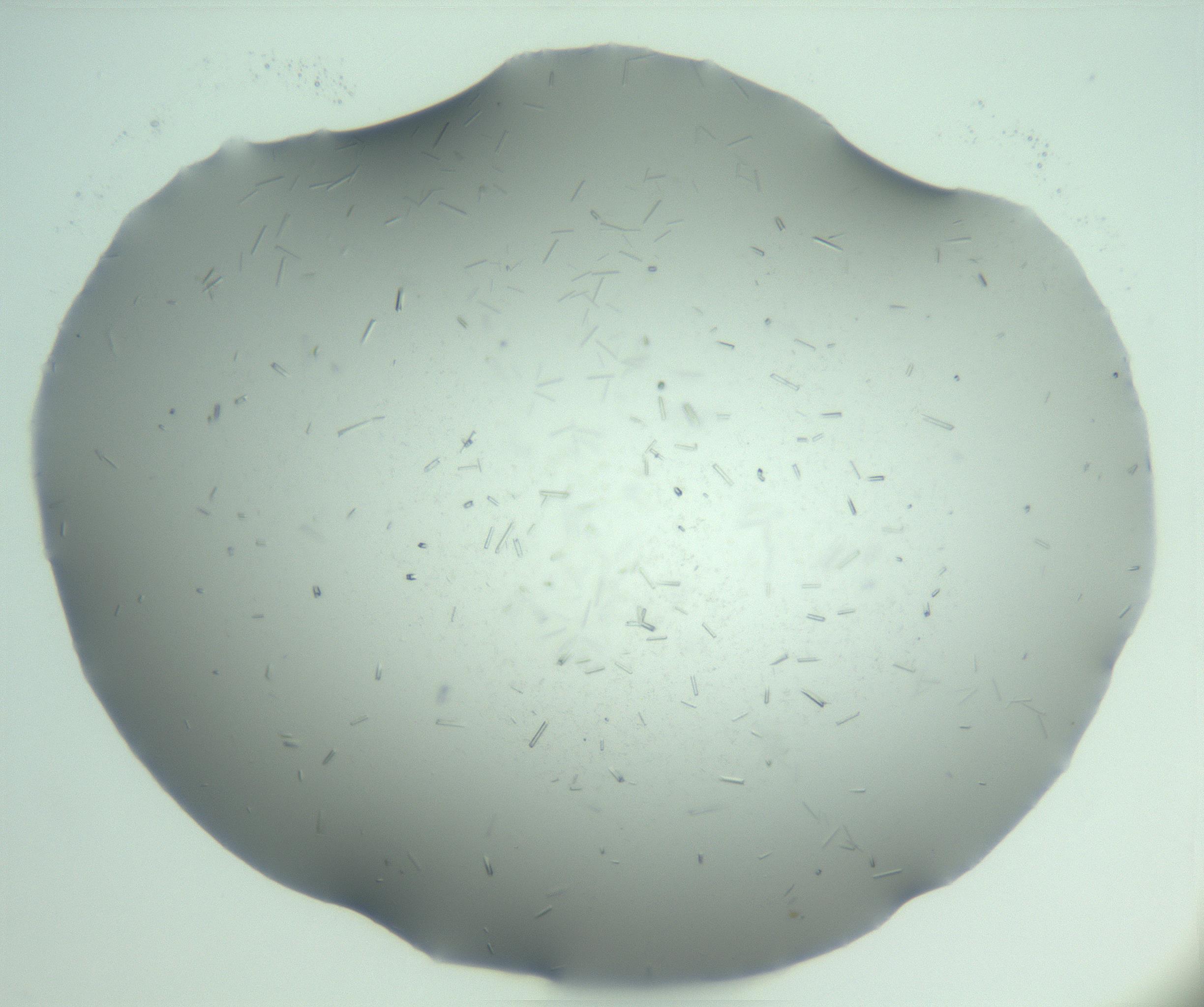 RI01_03_000_0212_Proj1_Clon1_MC_0000MC103274_002_170214_05_08_01_00_99_002_001_RAI.jpg