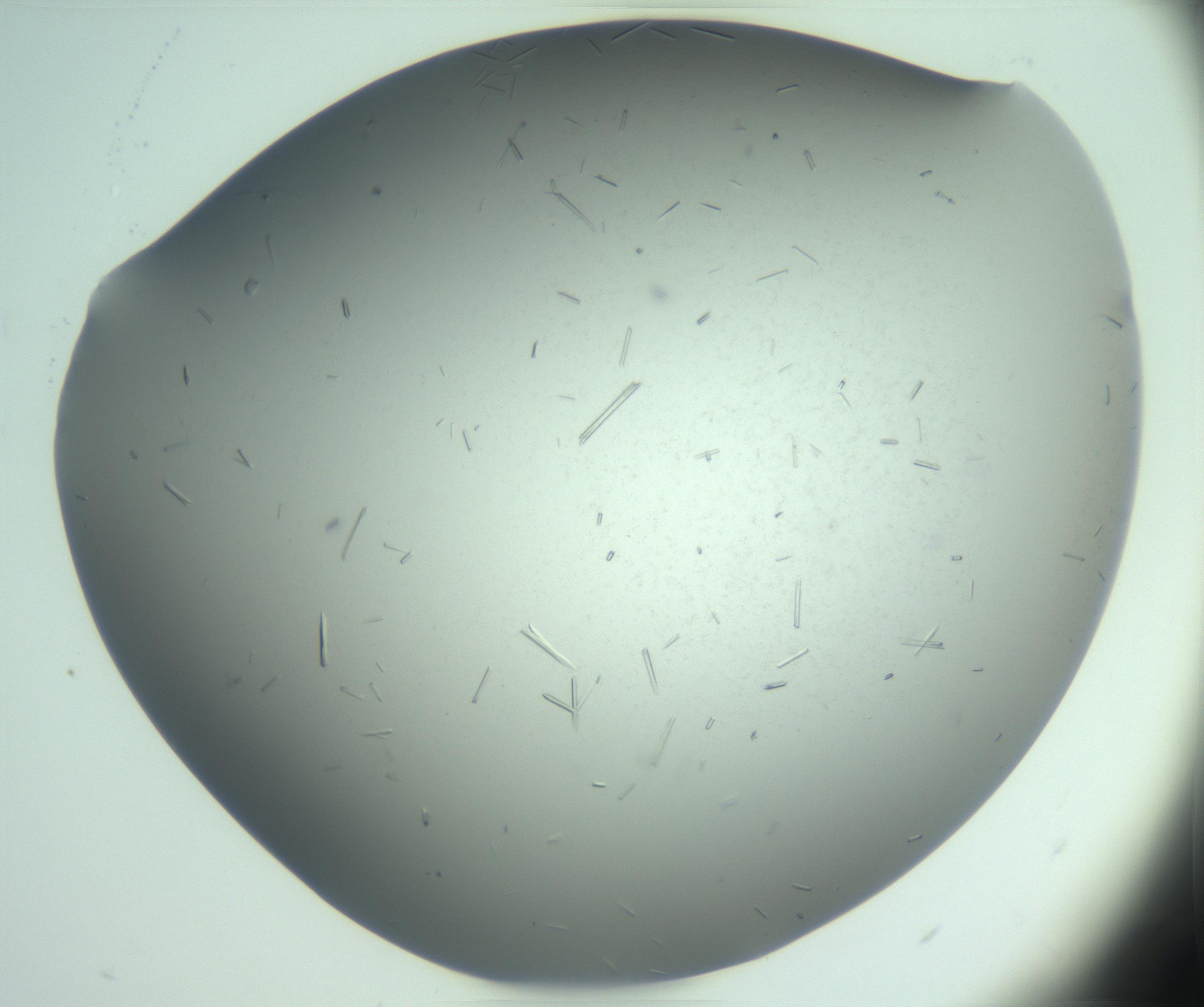RI01_03_000_0212_Proj1_Clon1_MC_0000MC103274_002_170214_05_08_02_00_99_002_001_RAI.jpg