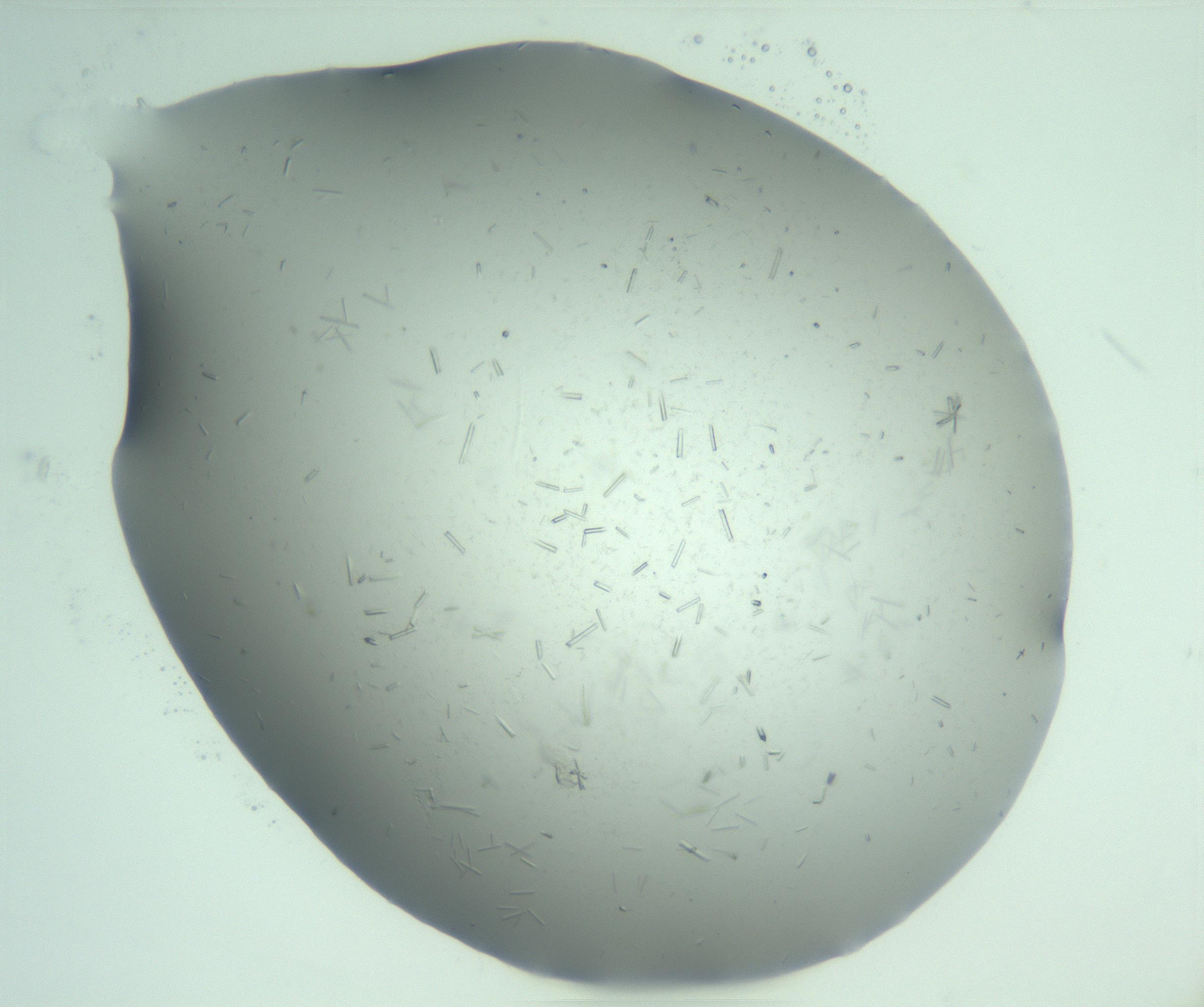 RI01_03_000_0212_Proj1_Clon1_MC_0000MC103274_002_170214_06_02_01_00_99_002_001_RAI.jpg