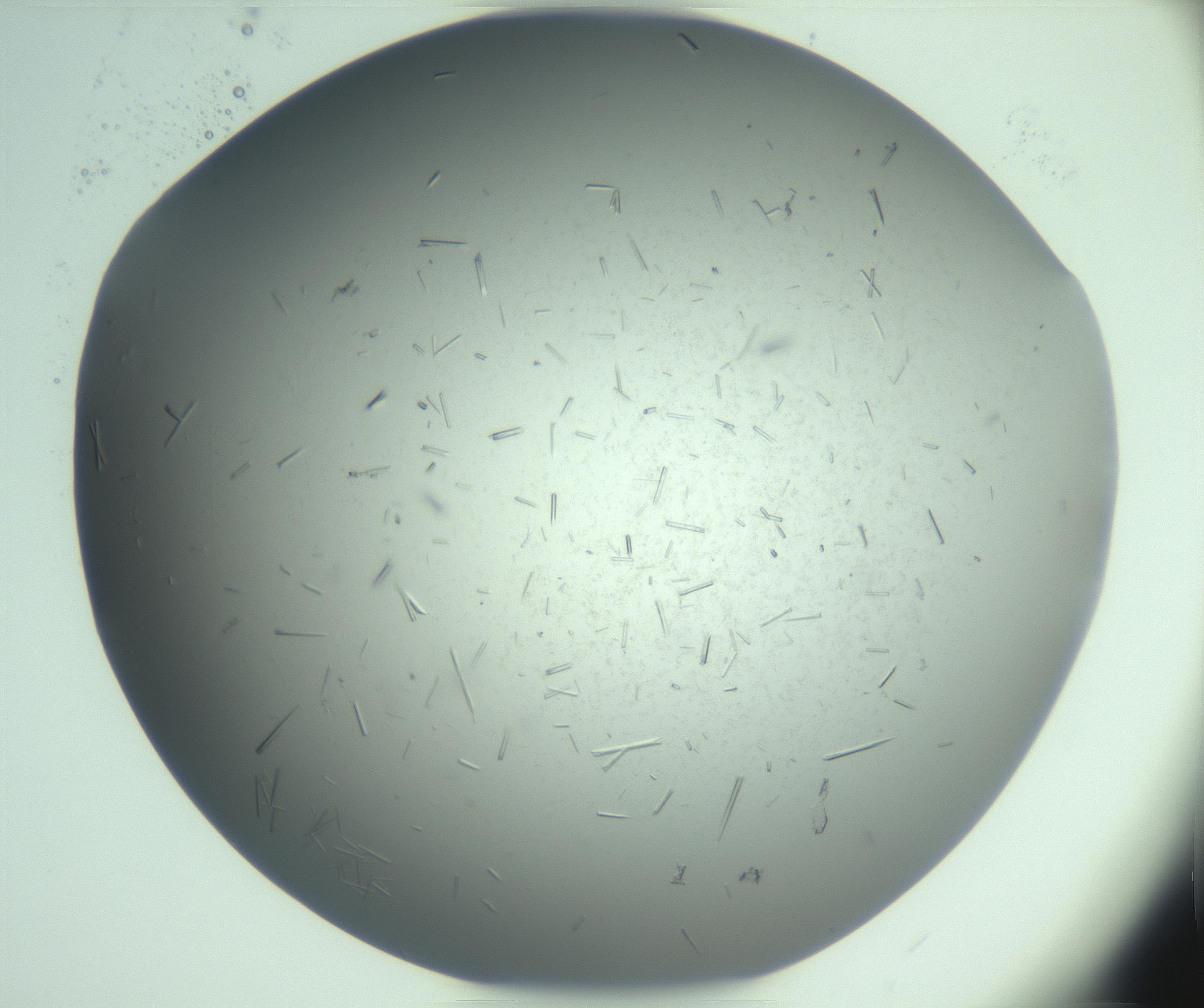 RI01_03_000_0212_Proj1_Clon1_MC_0000MC103274_002_170214_06_02_02_00_99_002_001_RAI.jpg