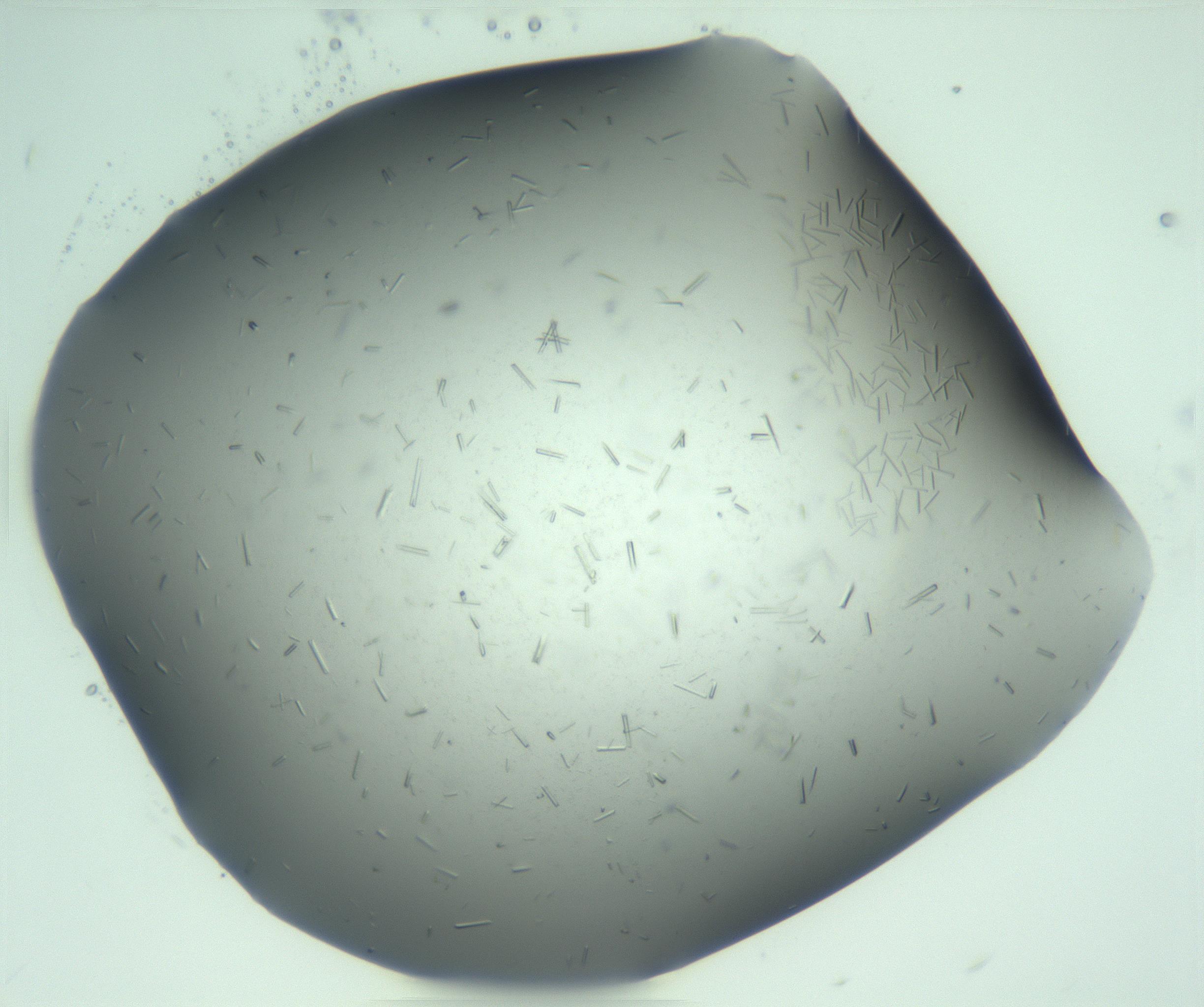 RI01_03_000_0212_Proj1_Clon1_MC_0000MC103274_002_170214_06_04_01_00_99_002_001_RAI.jpg