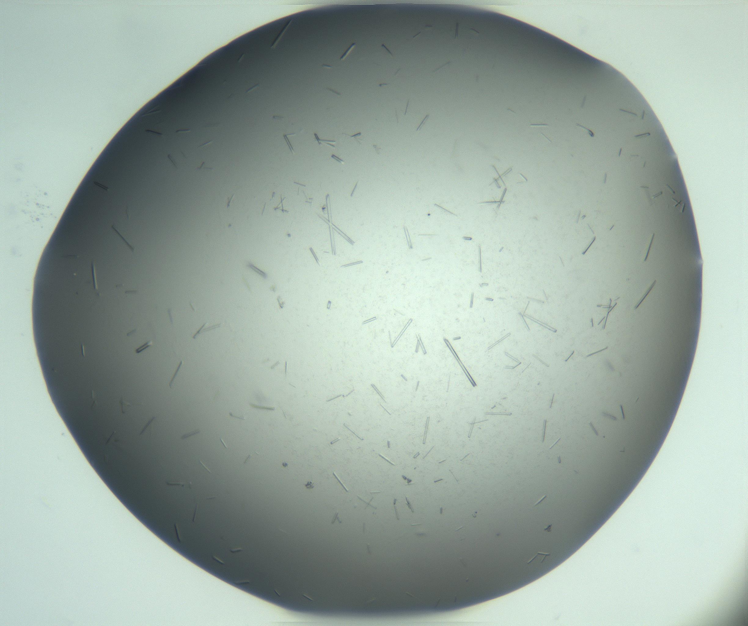 RI01_03_000_0212_Proj1_Clon1_MC_0000MC103274_002_170214_06_04_02_00_99_002_001_RAI.jpg