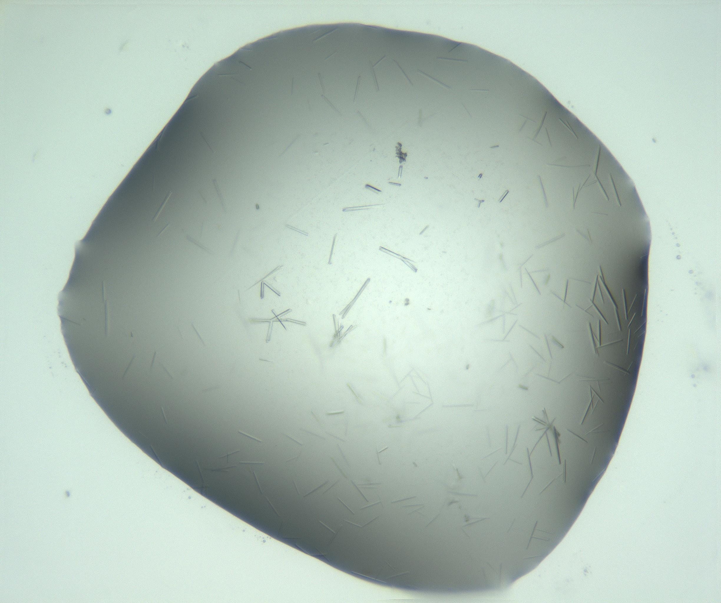 RI01_03_000_0212_Proj1_Clon1_MC_0000MC103274_002_170214_06_05_01_00_99_002_001_RAI.jpg