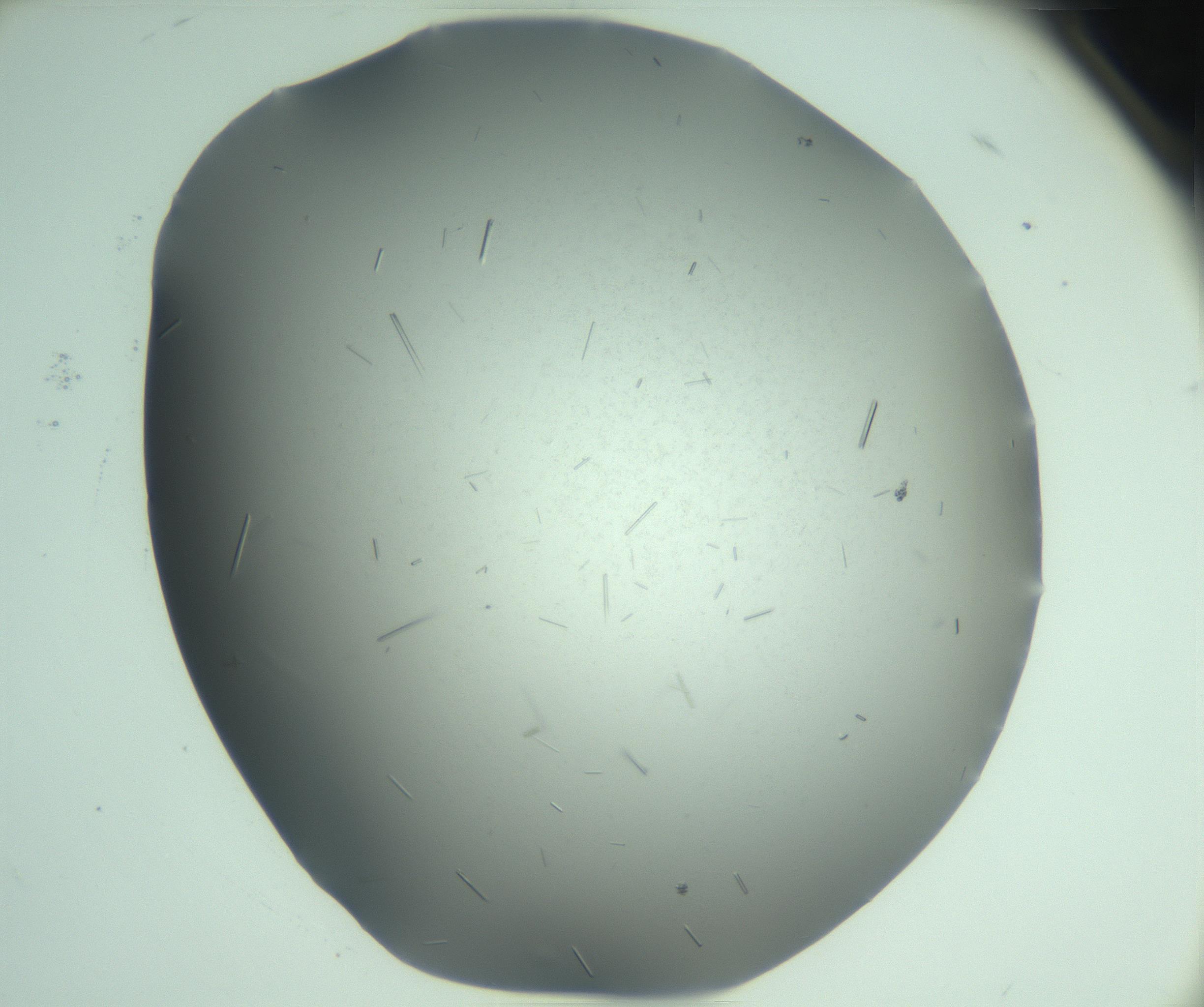 RI01_03_000_0212_Proj1_Clon1_MC_0000MC103274_002_170214_06_05_02_00_99_002_001_RAI.jpg