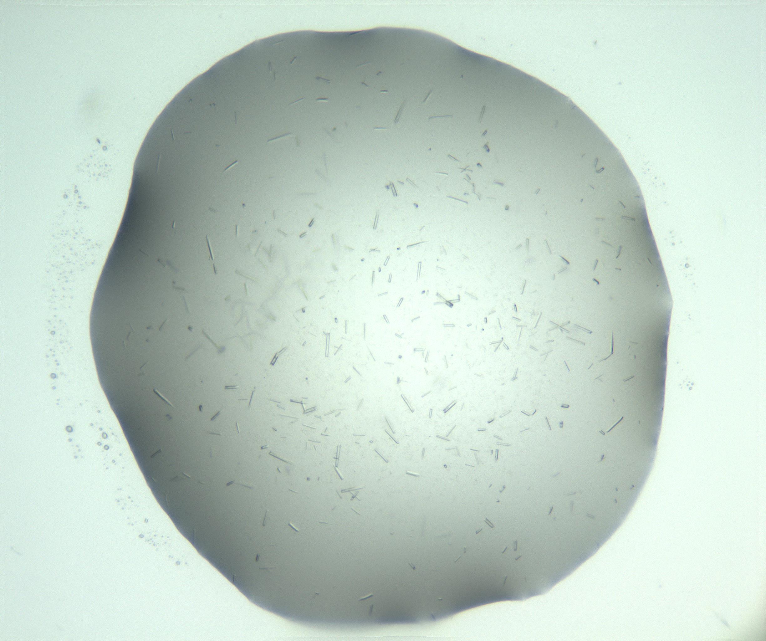 RI01_03_000_0212_Proj1_Clon1_MC_0000MC103274_002_170214_06_06_01_00_99_002_001_RAI.jpg