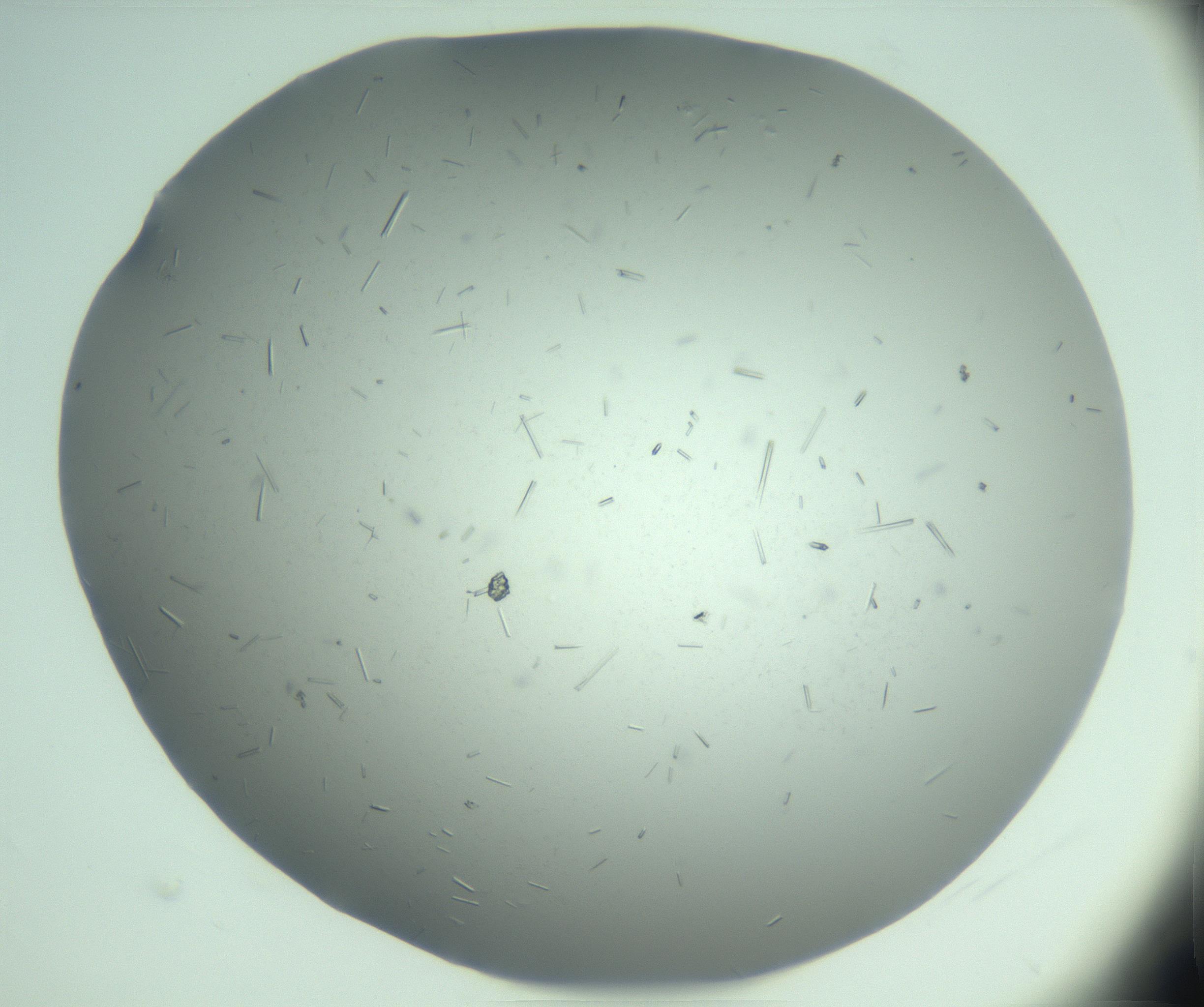 RI01_03_000_0212_Proj1_Clon1_MC_0000MC103274_002_170214_06_06_02_00_99_002_001_RAI.jpg
