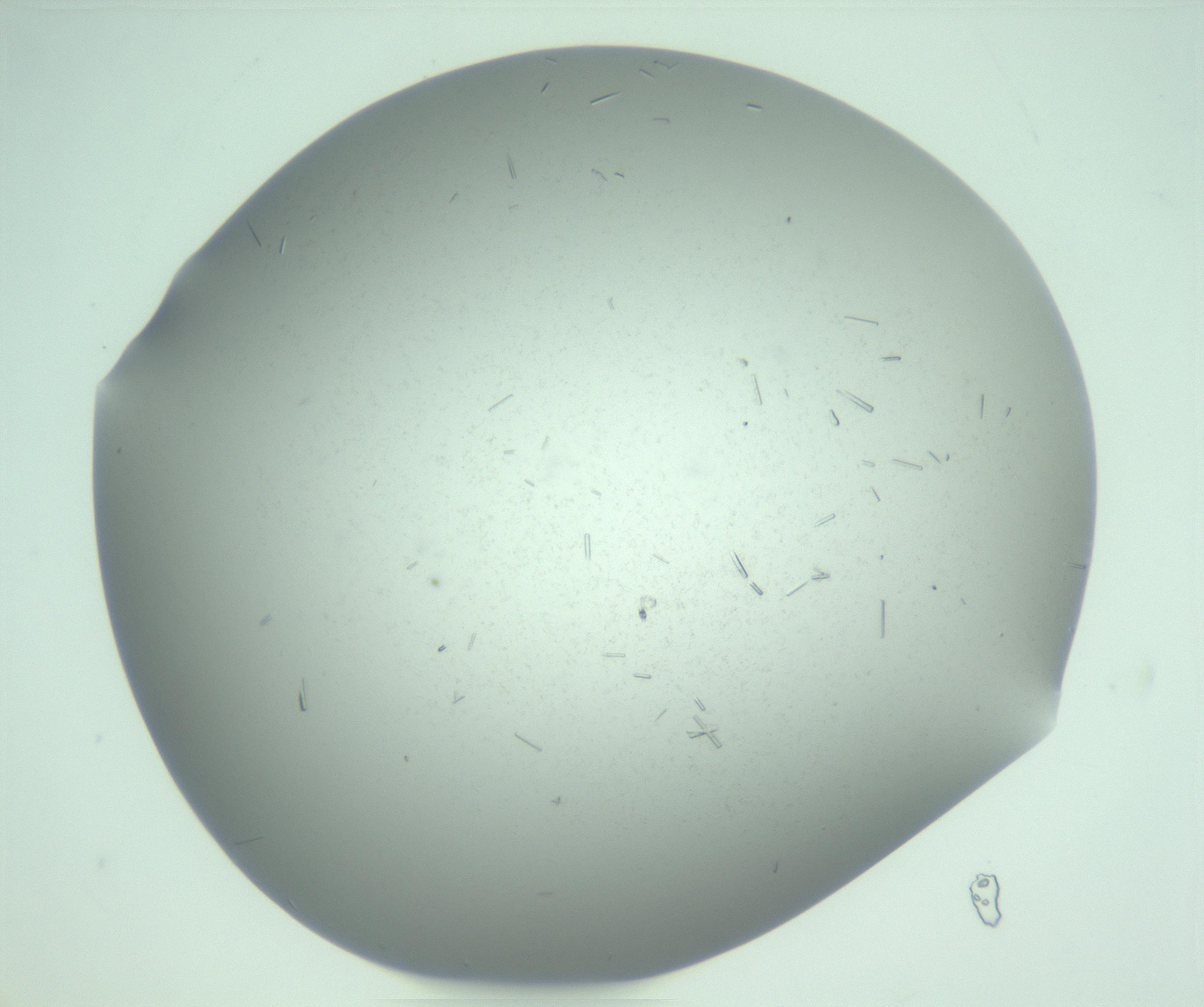 RI01_03_000_0212_Proj1_Clon1_MC_0000MC103274_002_170214_06_07_01_00_99_002_001_RAI.jpg