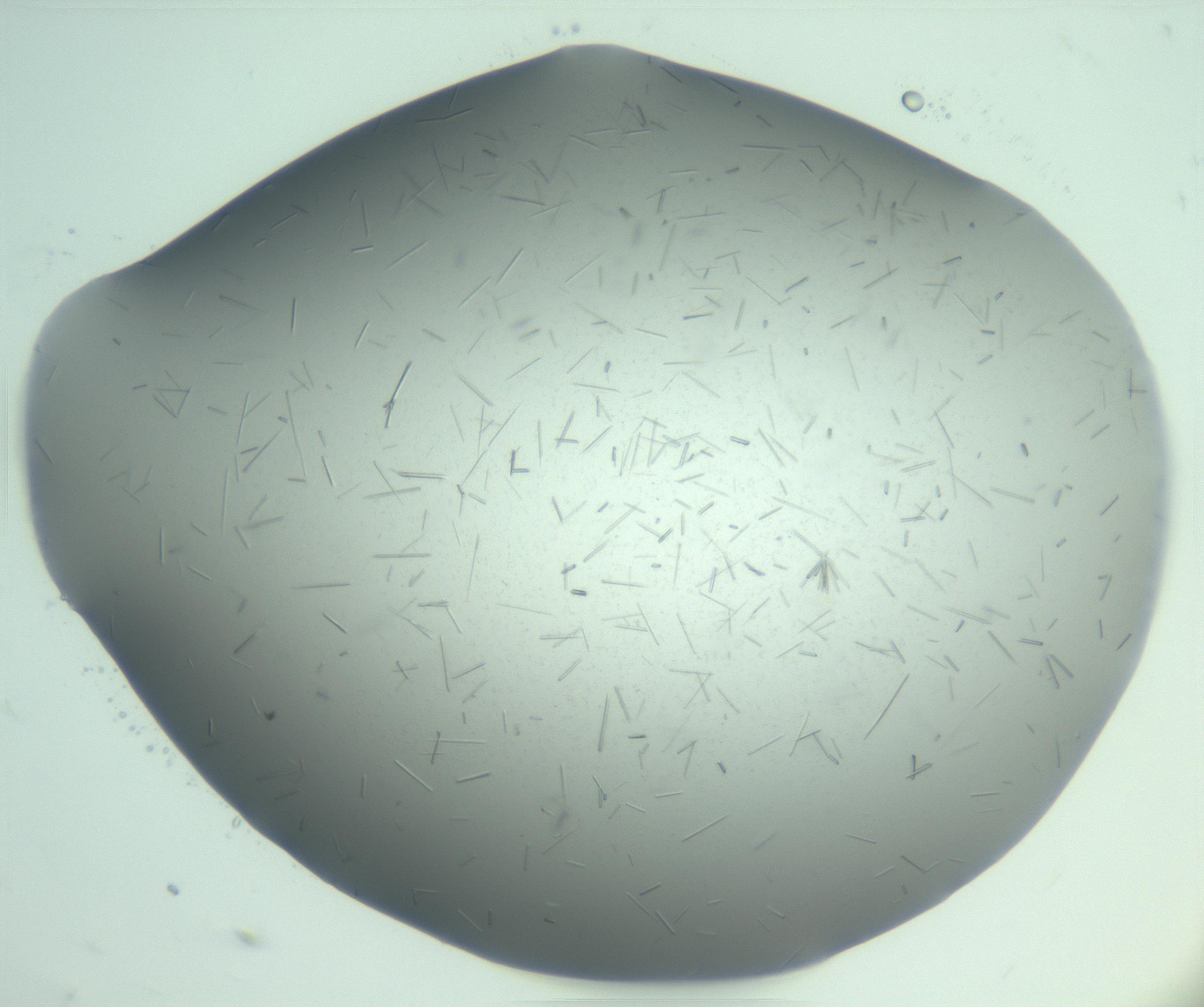RI01_03_000_0212_Proj1_Clon1_MC_0000MC103274_002_170214_06_08_01_00_99_002_001_RAI.jpg