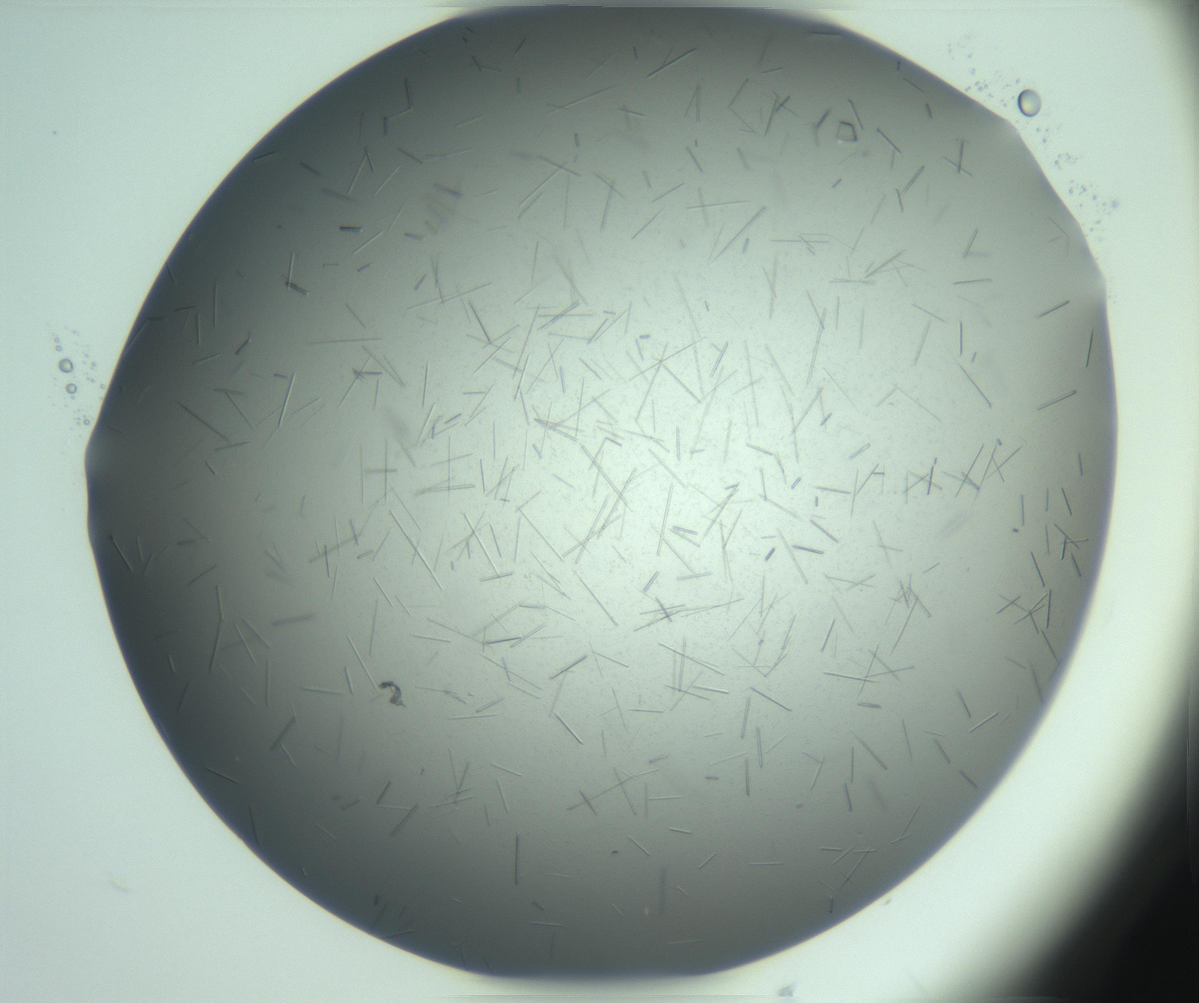 RI01_03_000_0212_Proj1_Clon1_MC_0000MC103274_002_170214_06_08_02_00_99_002_001_RAI.jpg