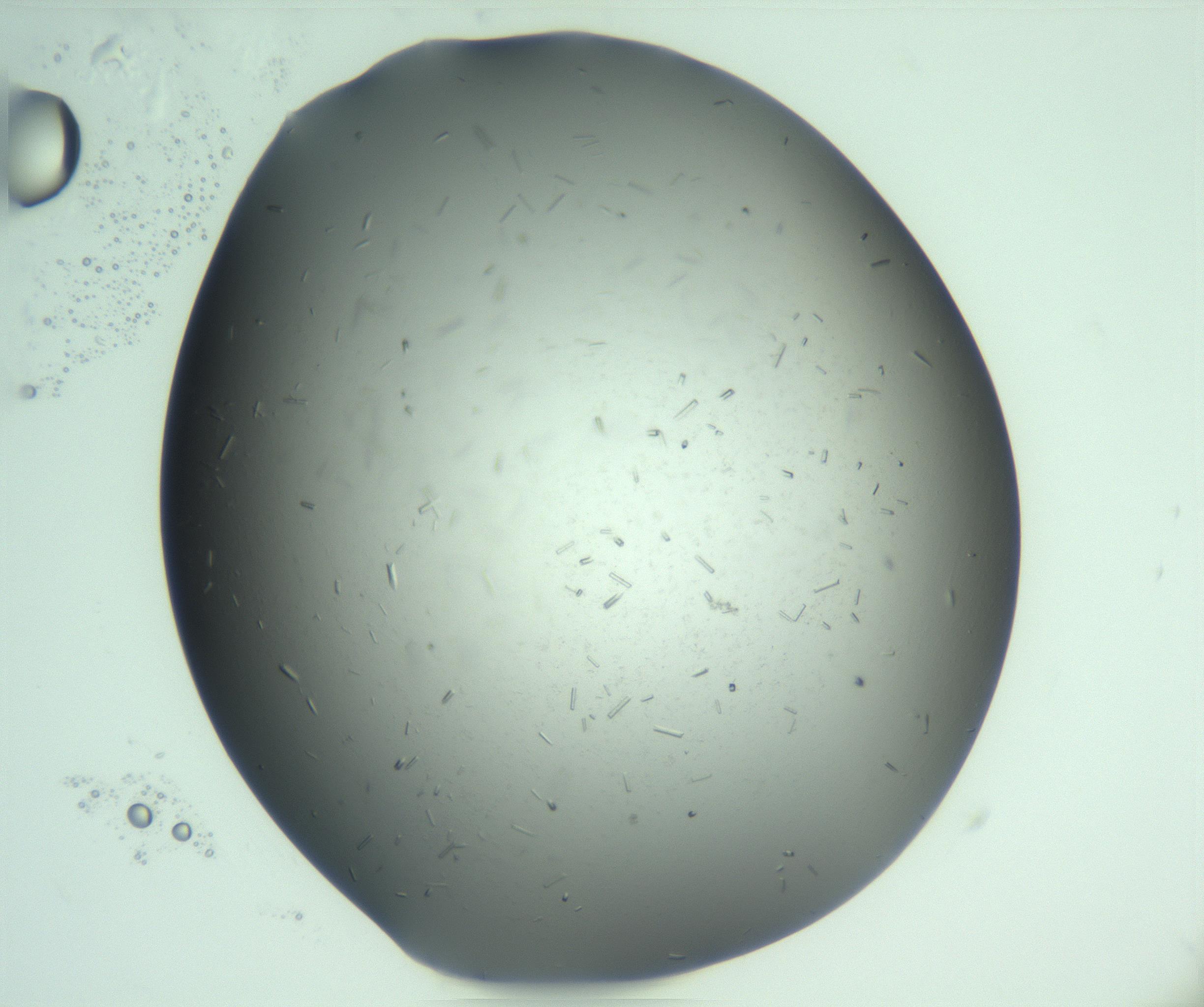 RI01_03_000_0212_Proj1_Clon1_MC_0000MC103274_002_170214_07_02_01_00_99_002_001_RAI.jpg