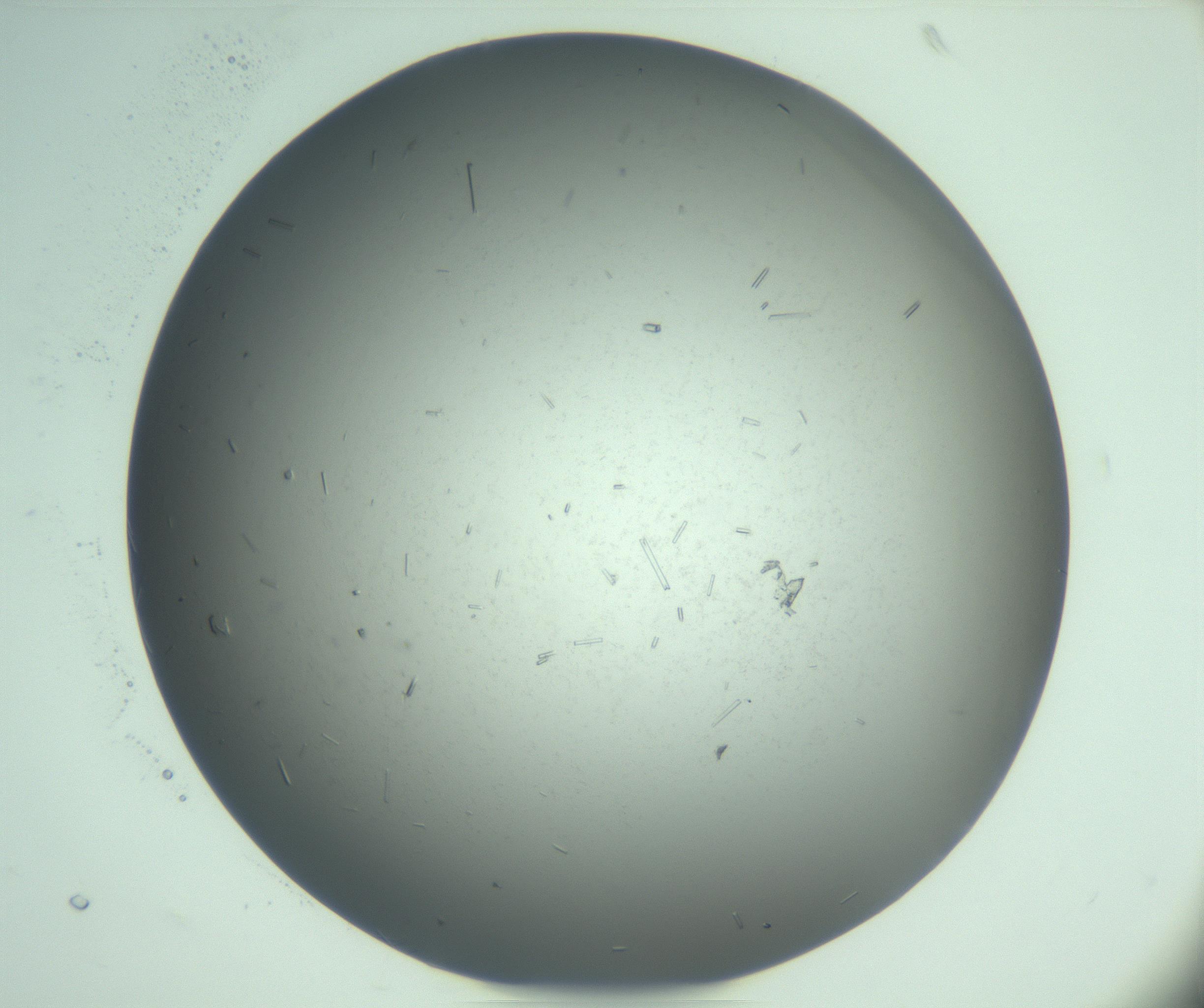 RI01_03_000_0212_Proj1_Clon1_MC_0000MC103274_002_170214_07_02_02_00_99_002_001_RAI.jpg