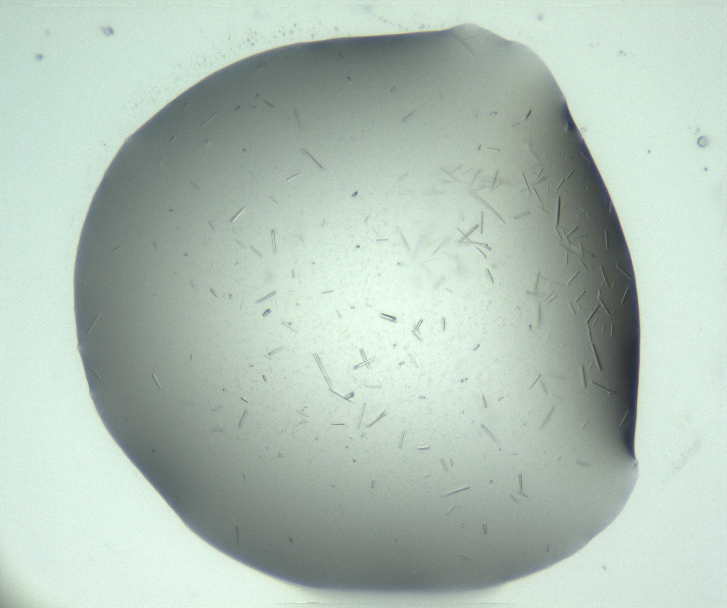 RI01_03_000_0212_Proj1_Clon1_MC_0000MC103274_002_170214_07_03_01_00_99_002_001_RAI.jpg