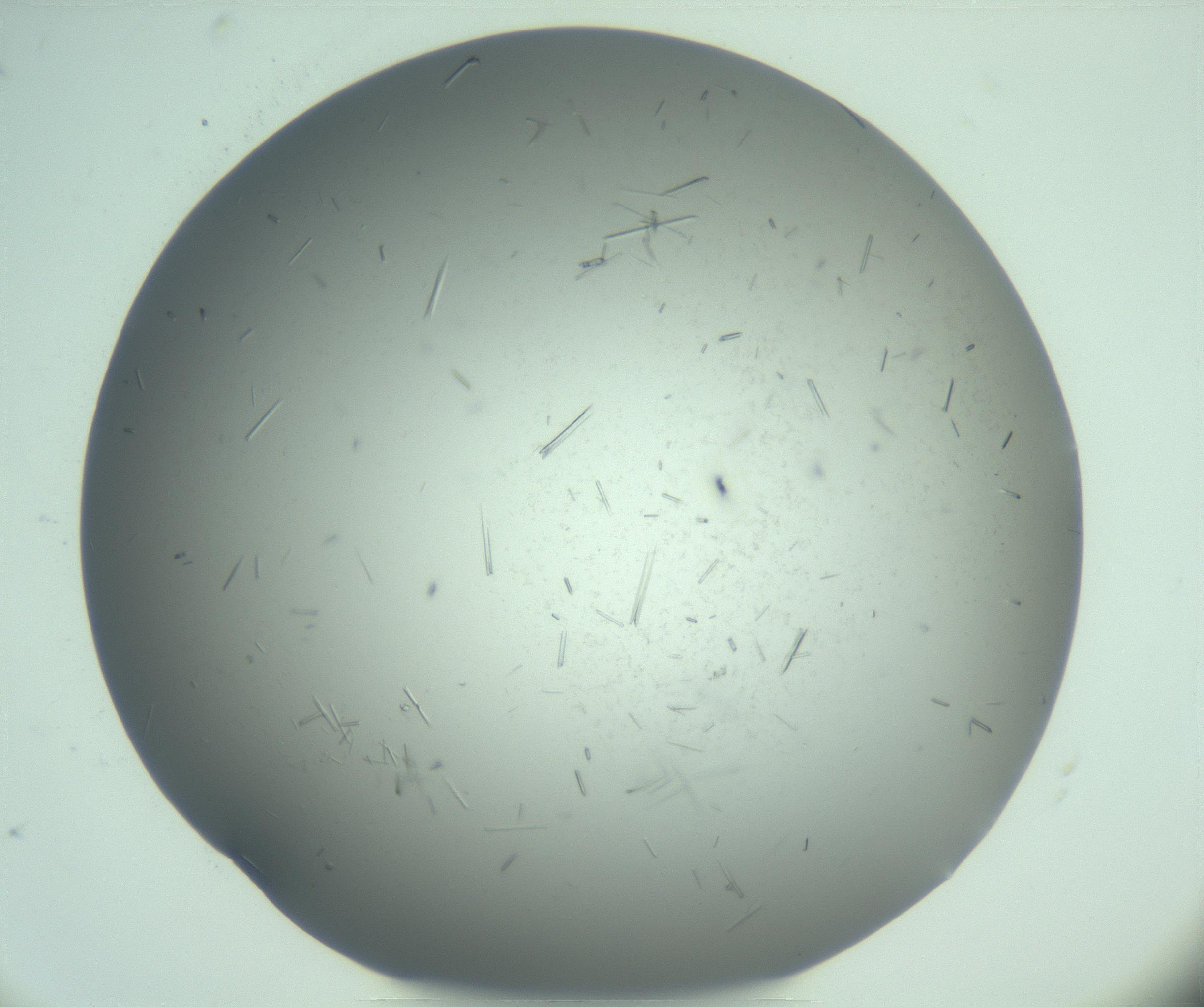 RI01_03_000_0212_Proj1_Clon1_MC_0000MC103274_002_170214_07_03_02_00_99_002_001_RAI.jpg