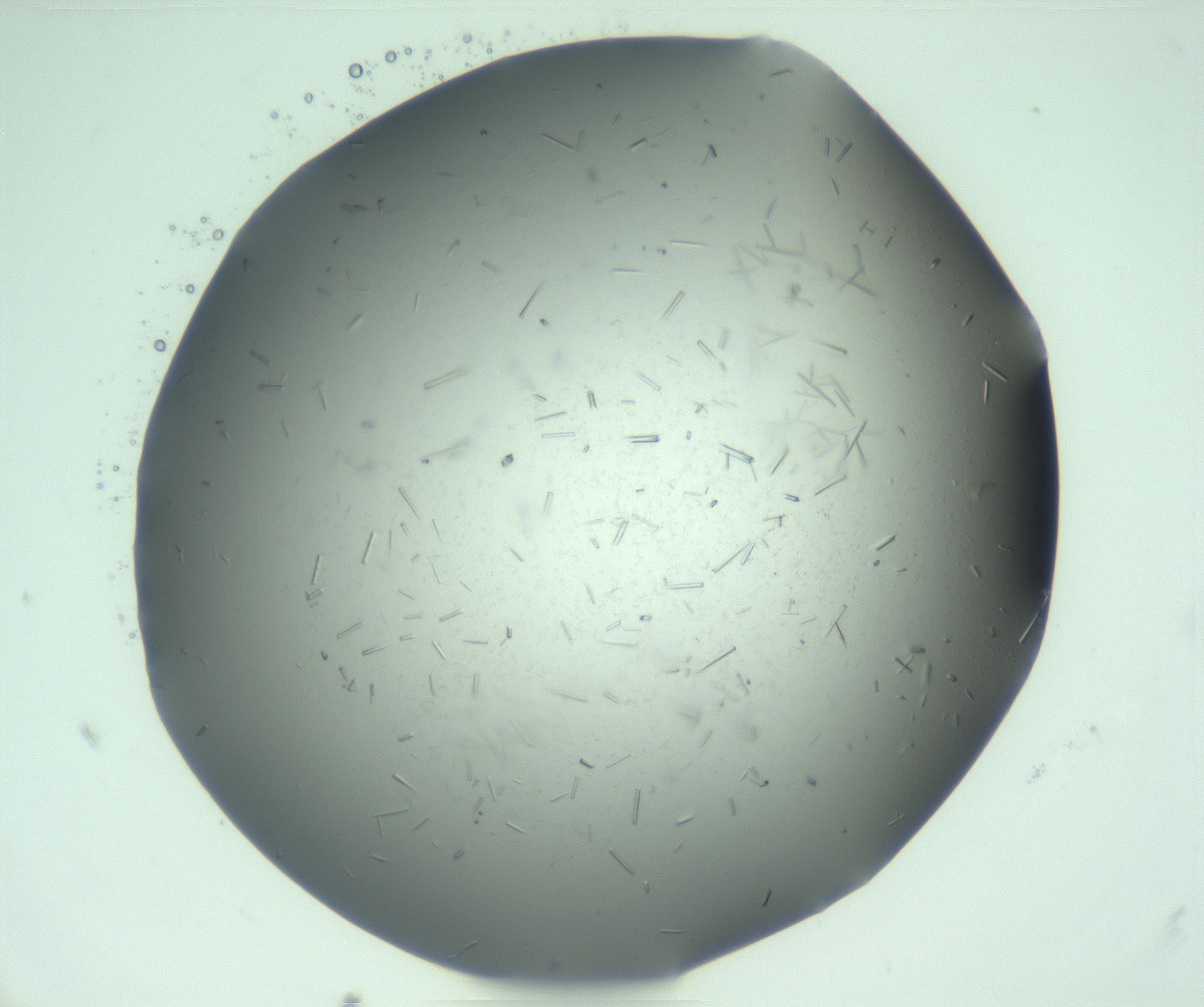 RI01_03_000_0212_Proj1_Clon1_MC_0000MC103274_002_170214_07_04_01_00_99_002_001_RAI.jpg
