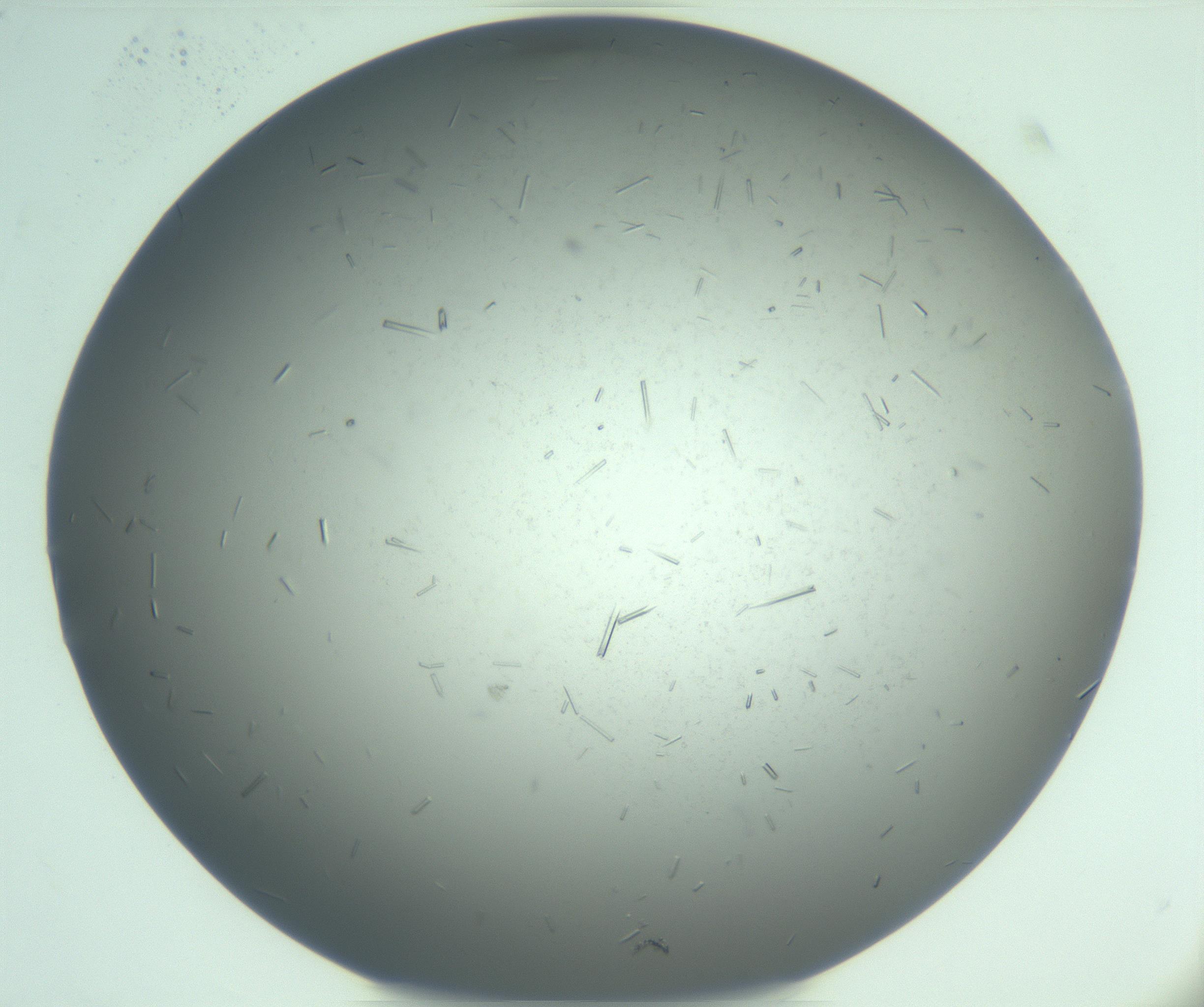 RI01_03_000_0212_Proj1_Clon1_MC_0000MC103274_002_170214_07_04_02_00_99_002_001_RAI.jpg