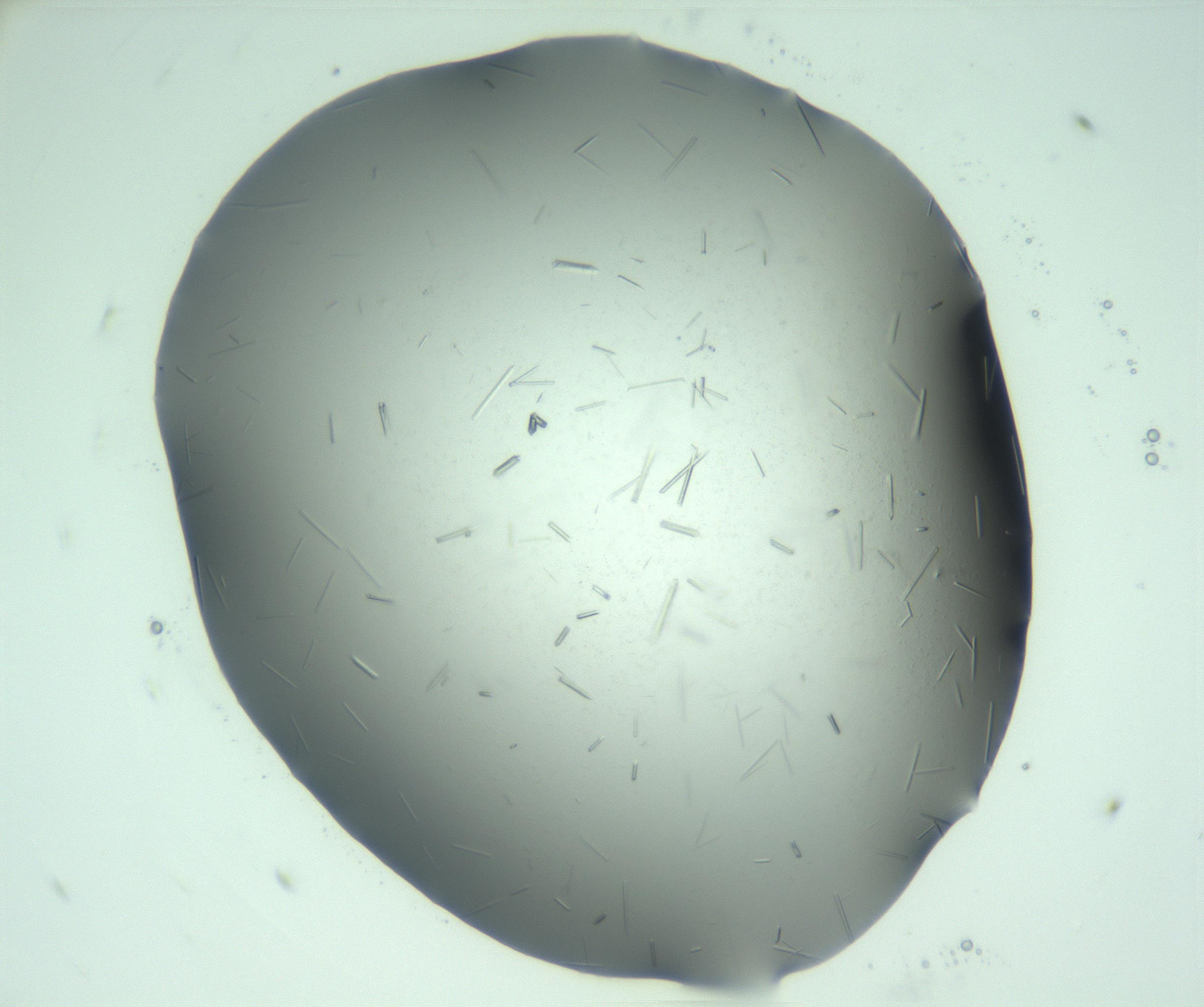 RI01_03_000_0212_Proj1_Clon1_MC_0000MC103274_002_170214_07_05_01_00_99_002_001_RAI.jpg