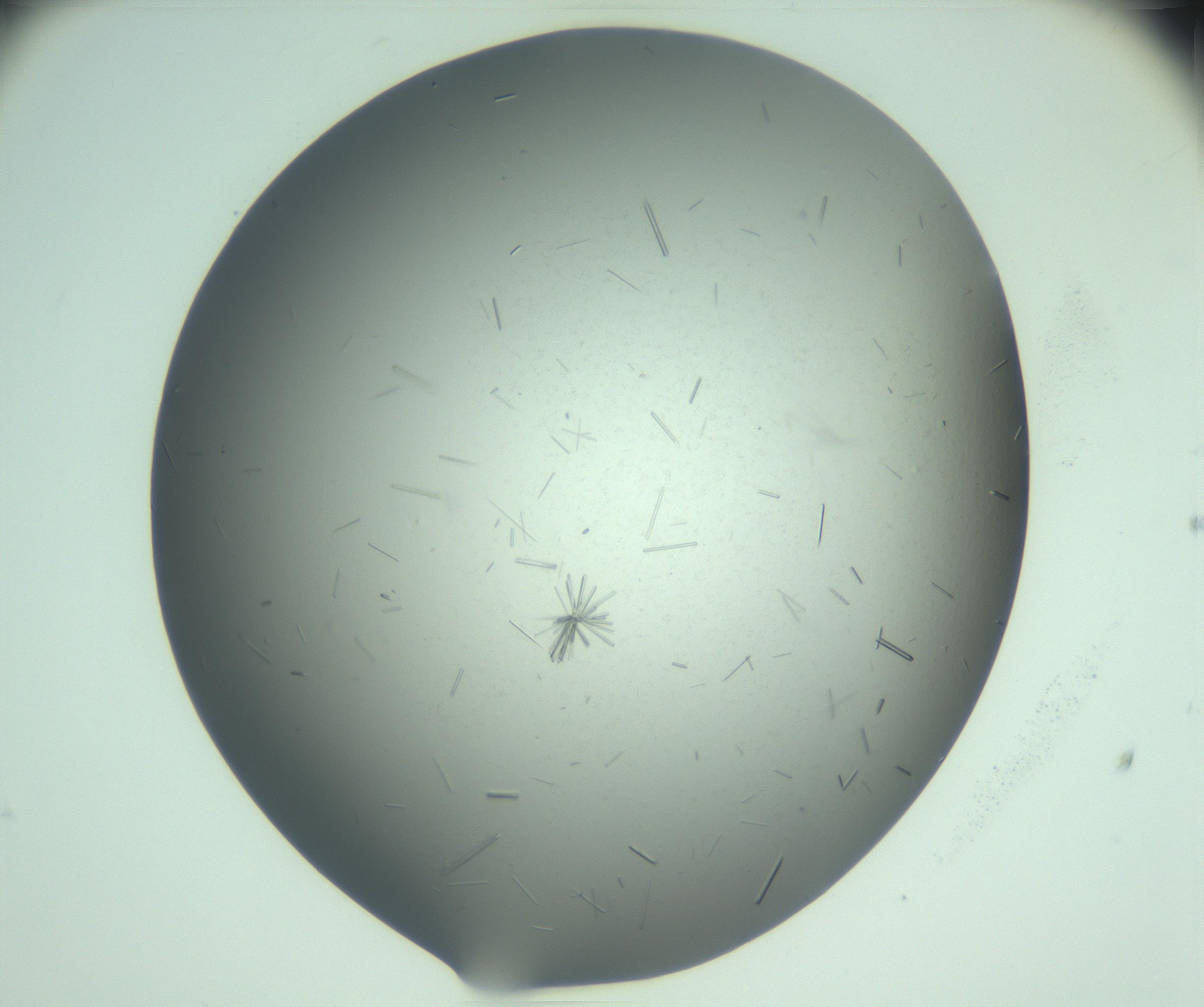 RI01_03_000_0212_Proj1_Clon1_MC_0000MC103274_002_170214_07_05_02_00_99_002_001_RAI.jpg