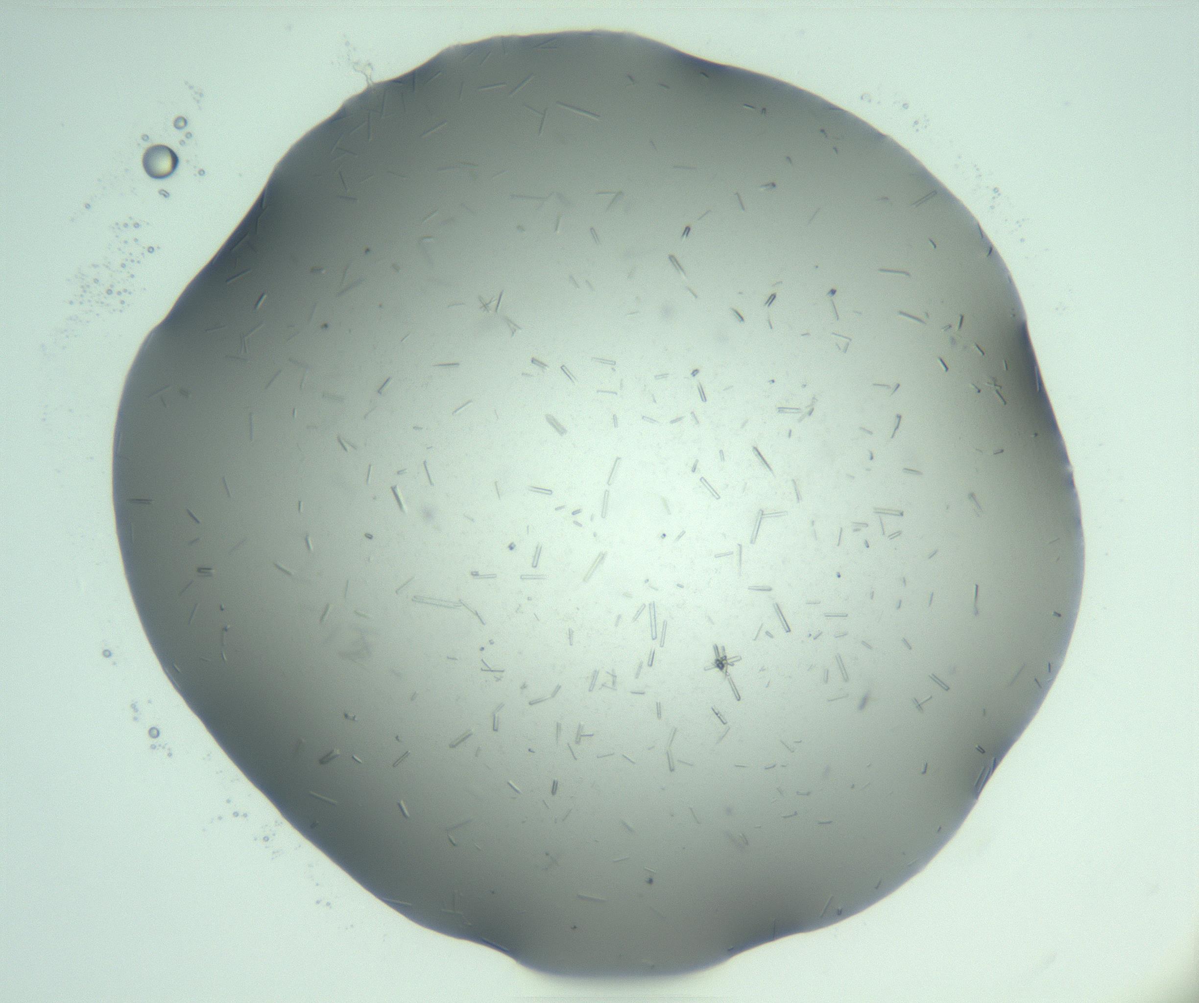 RI01_03_000_0212_Proj1_Clon1_MC_0000MC103274_002_170214_07_06_01_00_99_002_001_RAI.jpg