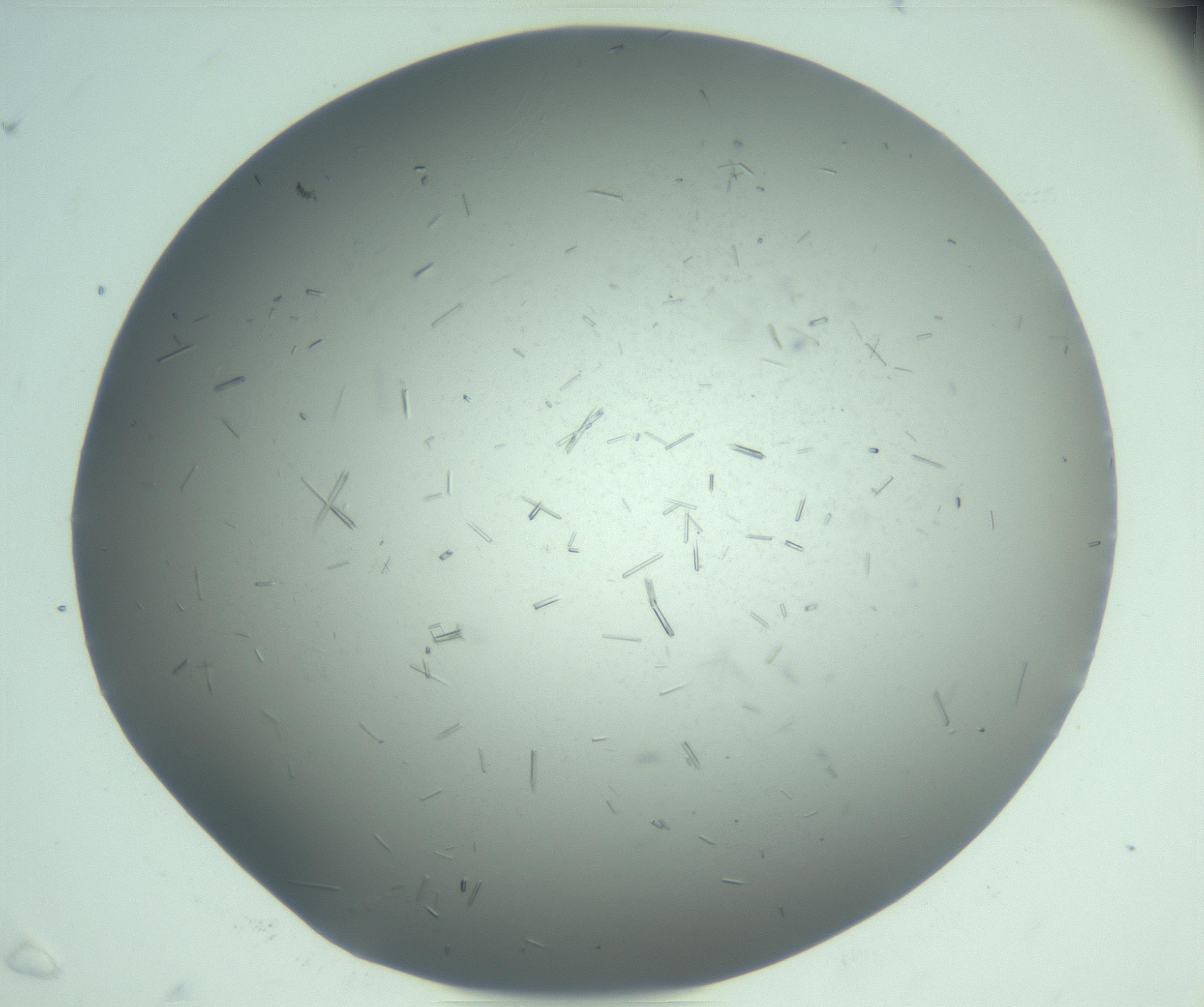 RI01_03_000_0212_Proj1_Clon1_MC_0000MC103274_002_170214_07_06_02_00_99_002_001_RAI.jpg