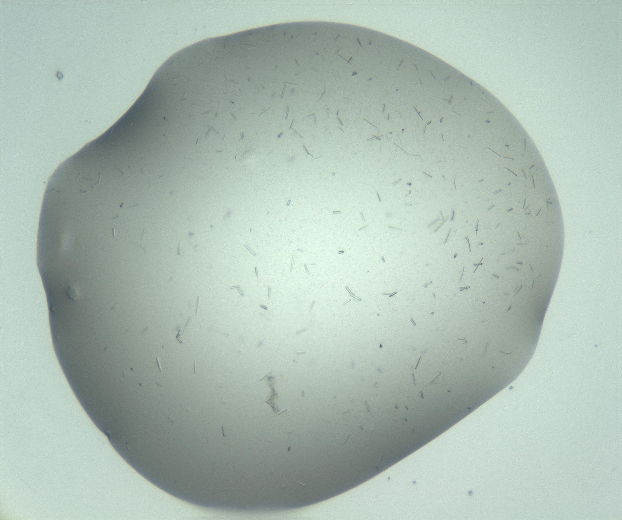 RI01_03_000_0212_Proj1_Clon1_MC_0000MC103274_002_170214_07_07_01_00_99_002_001_RAI.jpg