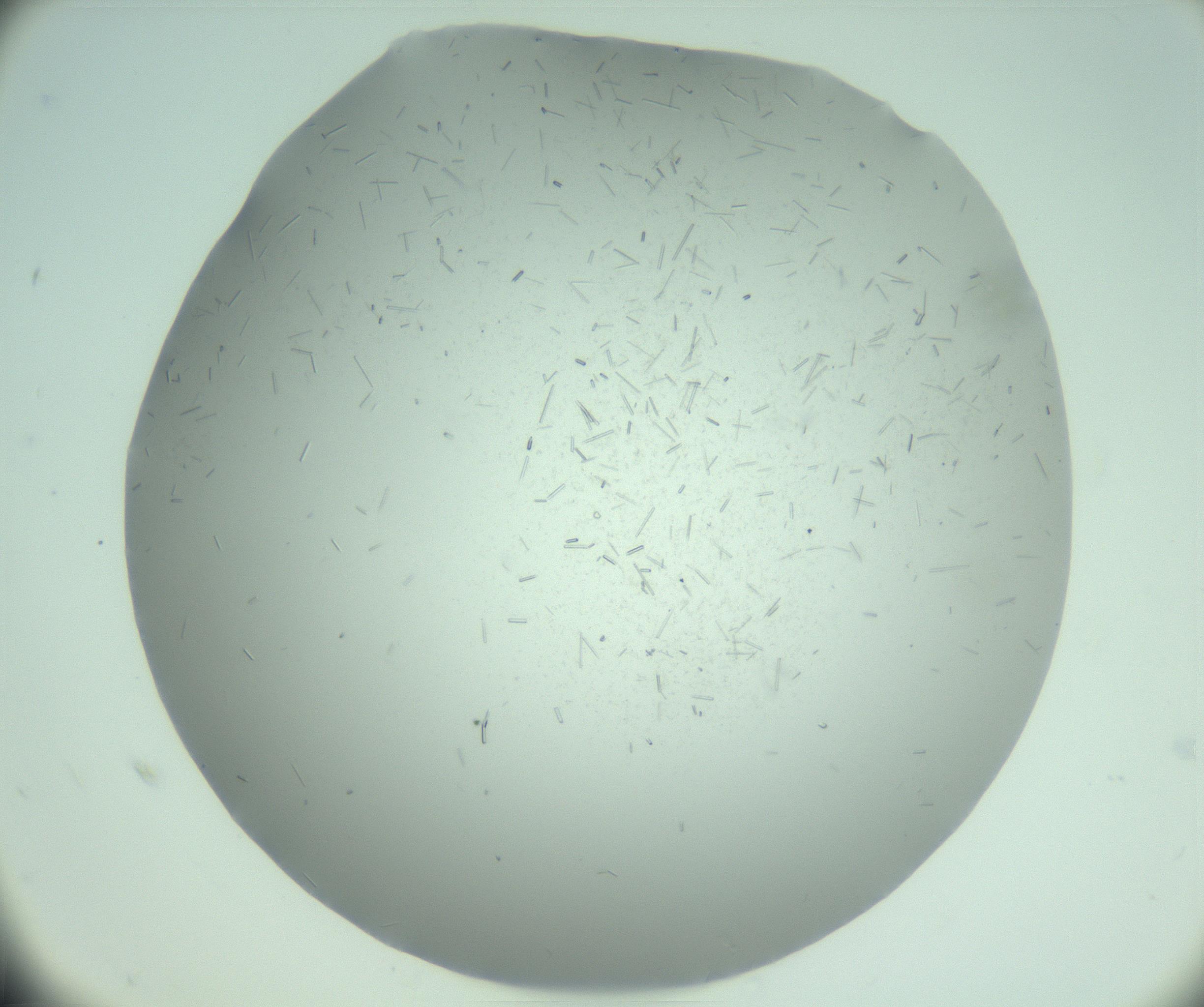 RI01_03_000_0212_Proj1_Clon1_MC_0000MC103274_002_170214_07_07_02_00_99_002_001_RAI.jpg