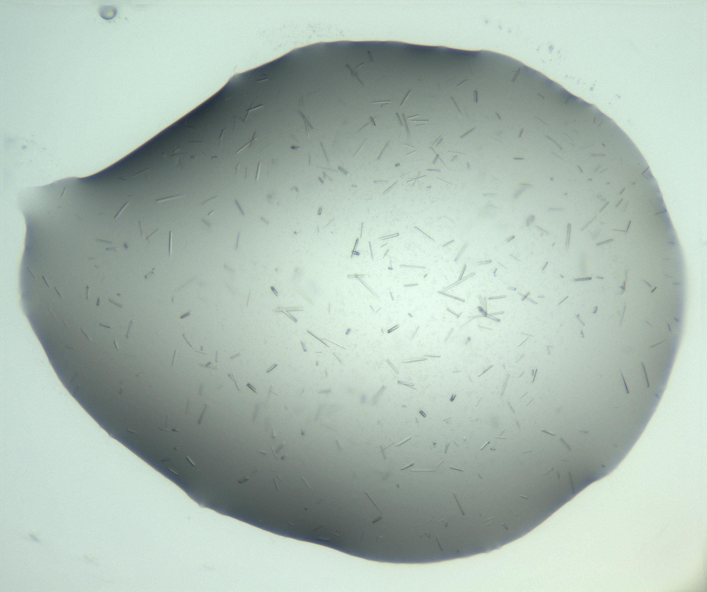 RI01_03_000_0212_Proj1_Clon1_MC_0000MC103274_002_170214_07_08_01_00_99_002_001_RAI.jpg