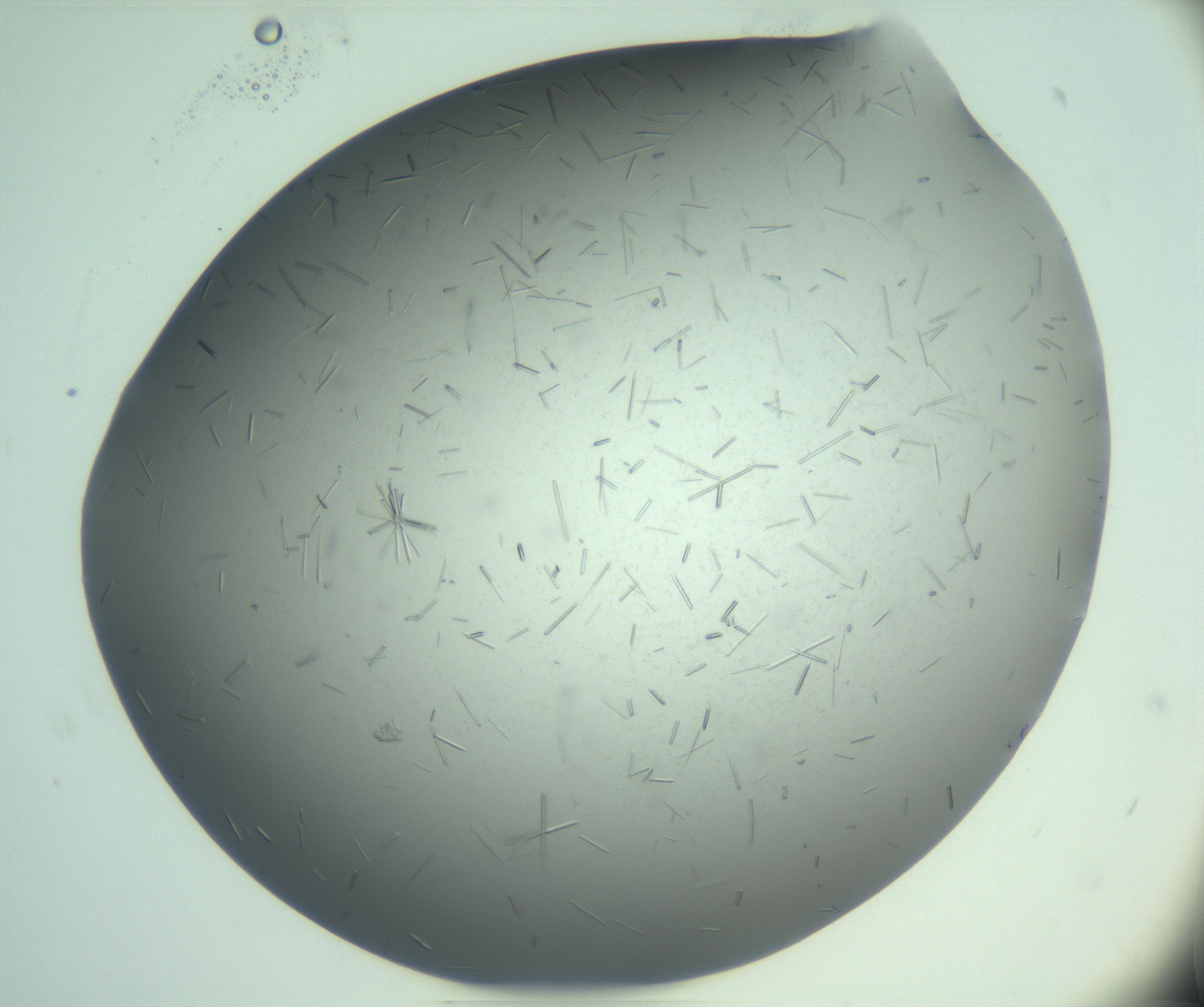 RI01_03_000_0212_Proj1_Clon1_MC_0000MC103274_002_170214_07_08_02_00_99_002_001_RAI.jpg