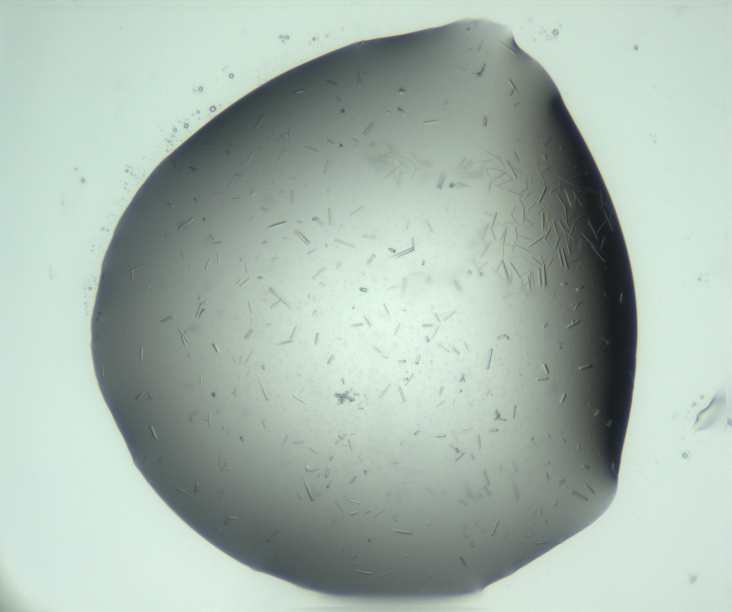 RI01_03_000_0212_Proj1_Clon1_MC_0000MC103274_002_170214_08_04_01_00_99_002_001_RAI.jpg