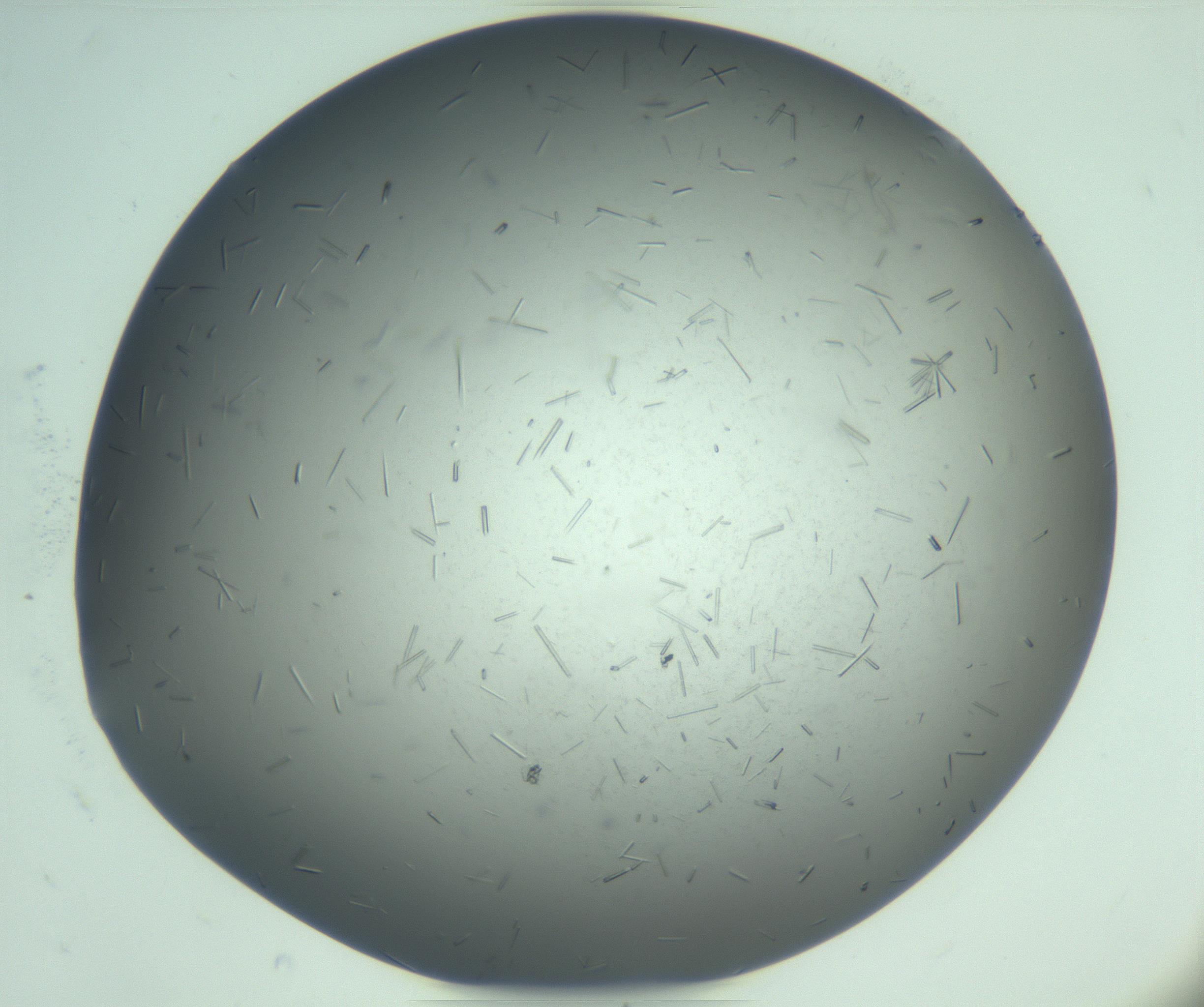 RI01_03_000_0212_Proj1_Clon1_MC_0000MC103274_002_170214_08_04_02_00_99_002_001_RAI.jpg