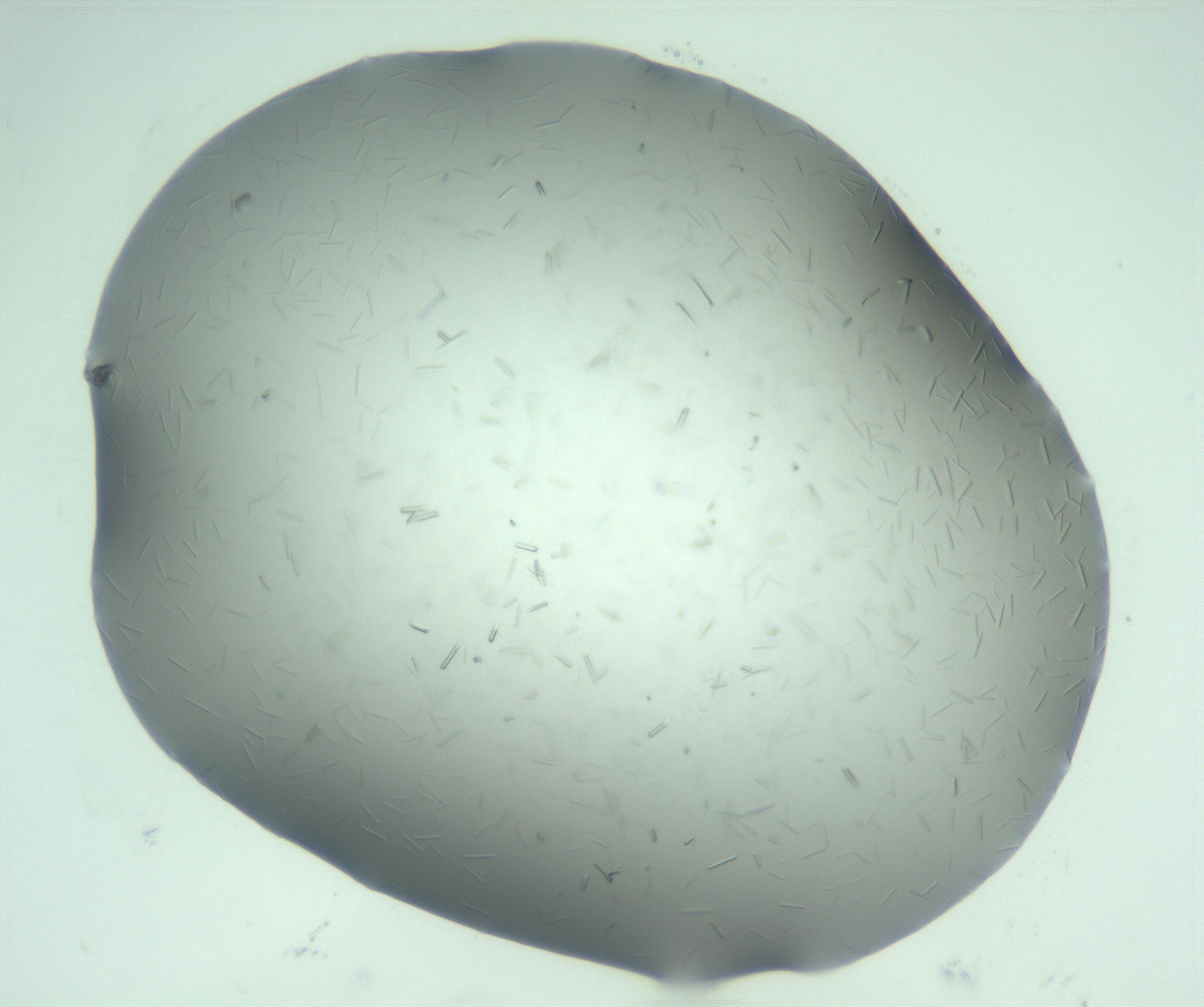 RI01_03_000_0212_Proj1_Clon1_MC_0000MC103274_002_170214_08_05_01_00_99_002_001_RAI.jpg