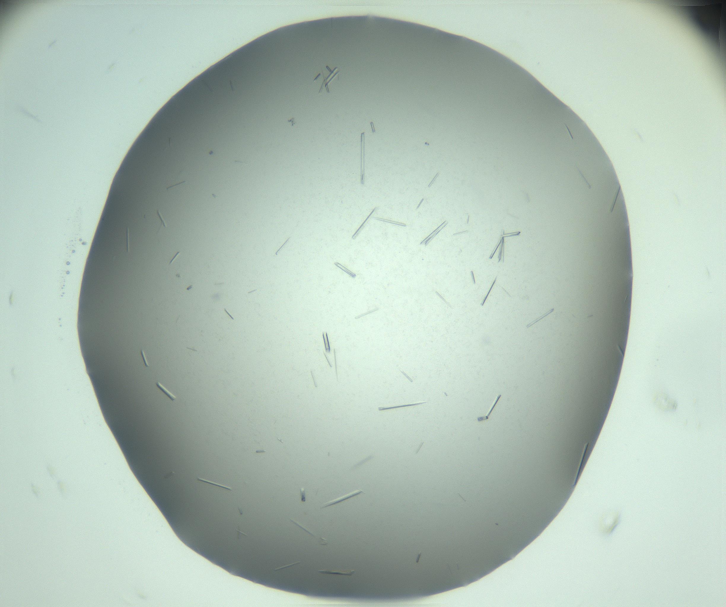 RI01_03_000_0212_Proj1_Clon1_MC_0000MC103274_002_170214_08_05_02_00_99_002_001_RAI.jpg