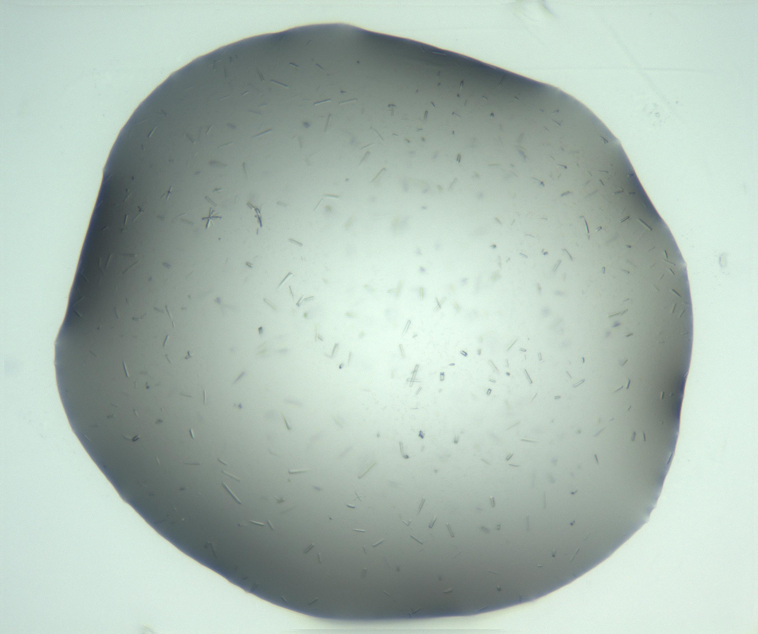 RI01_03_000_0212_Proj1_Clon1_MC_0000MC103274_002_170214_08_06_01_00_99_002_001_RAI.jpg