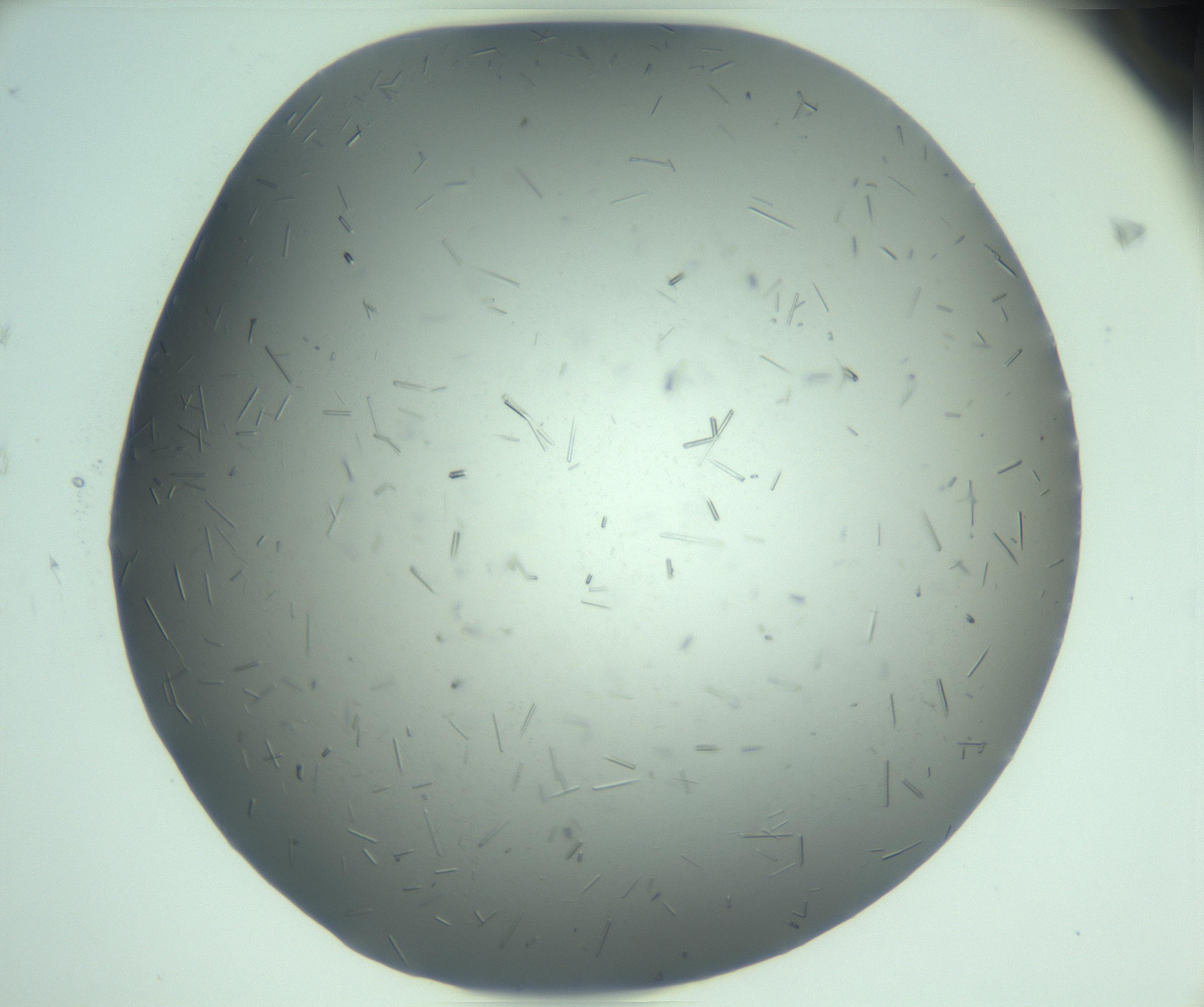 RI01_03_000_0212_Proj1_Clon1_MC_0000MC103274_002_170214_08_06_02_00_99_002_001_RAI.jpg