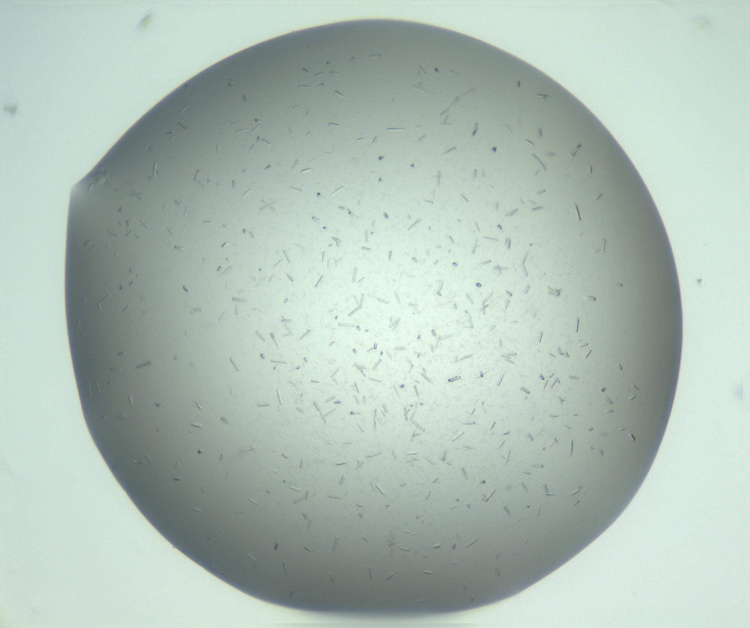 RI01_03_000_0212_Proj1_Clon1_MC_0000MC103274_002_170214_08_07_01_00_99_002_001_RAI.jpg