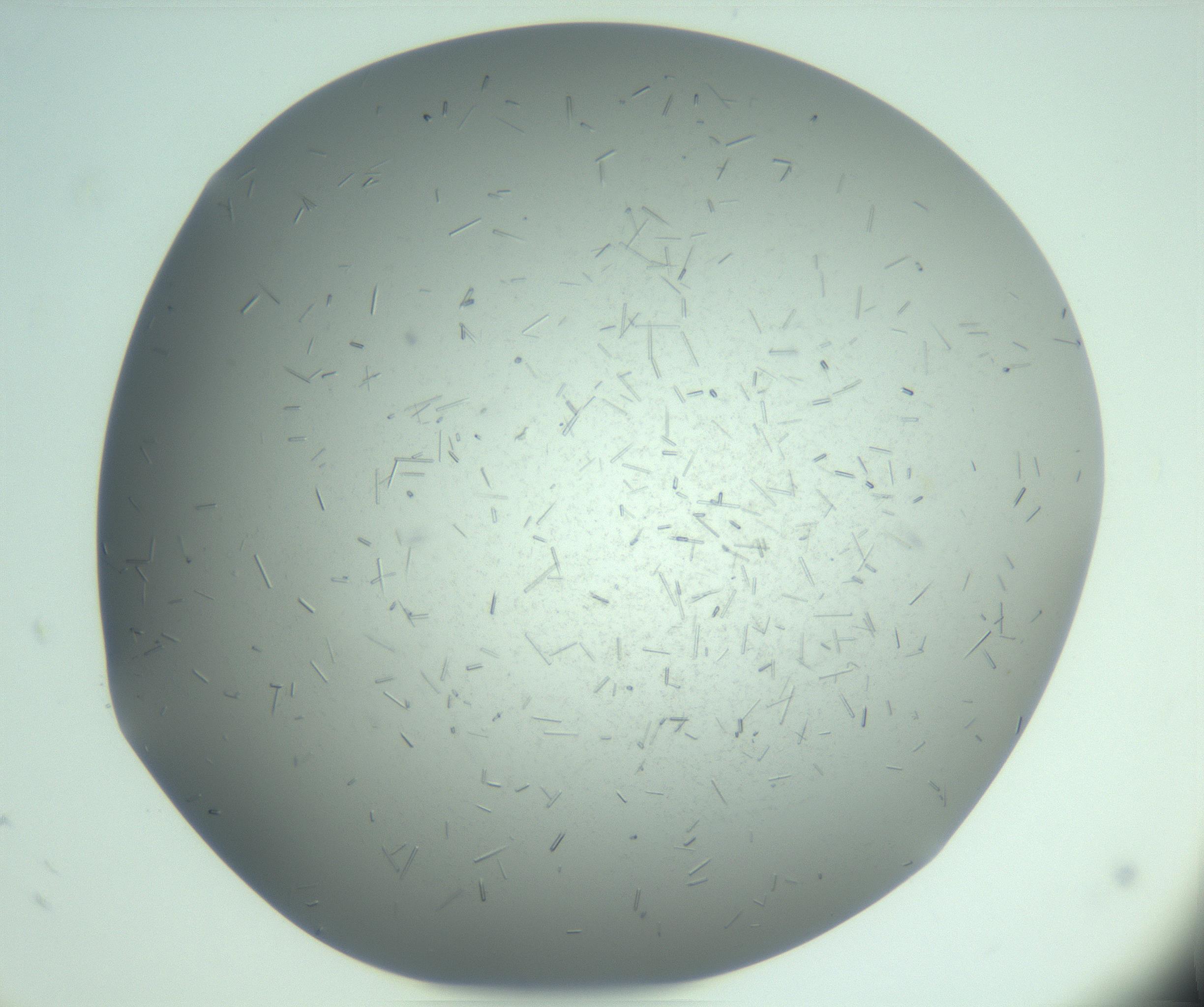 RI01_03_000_0212_Proj1_Clon1_MC_0000MC103274_002_170214_08_07_02_00_99_002_001_RAI.jpg