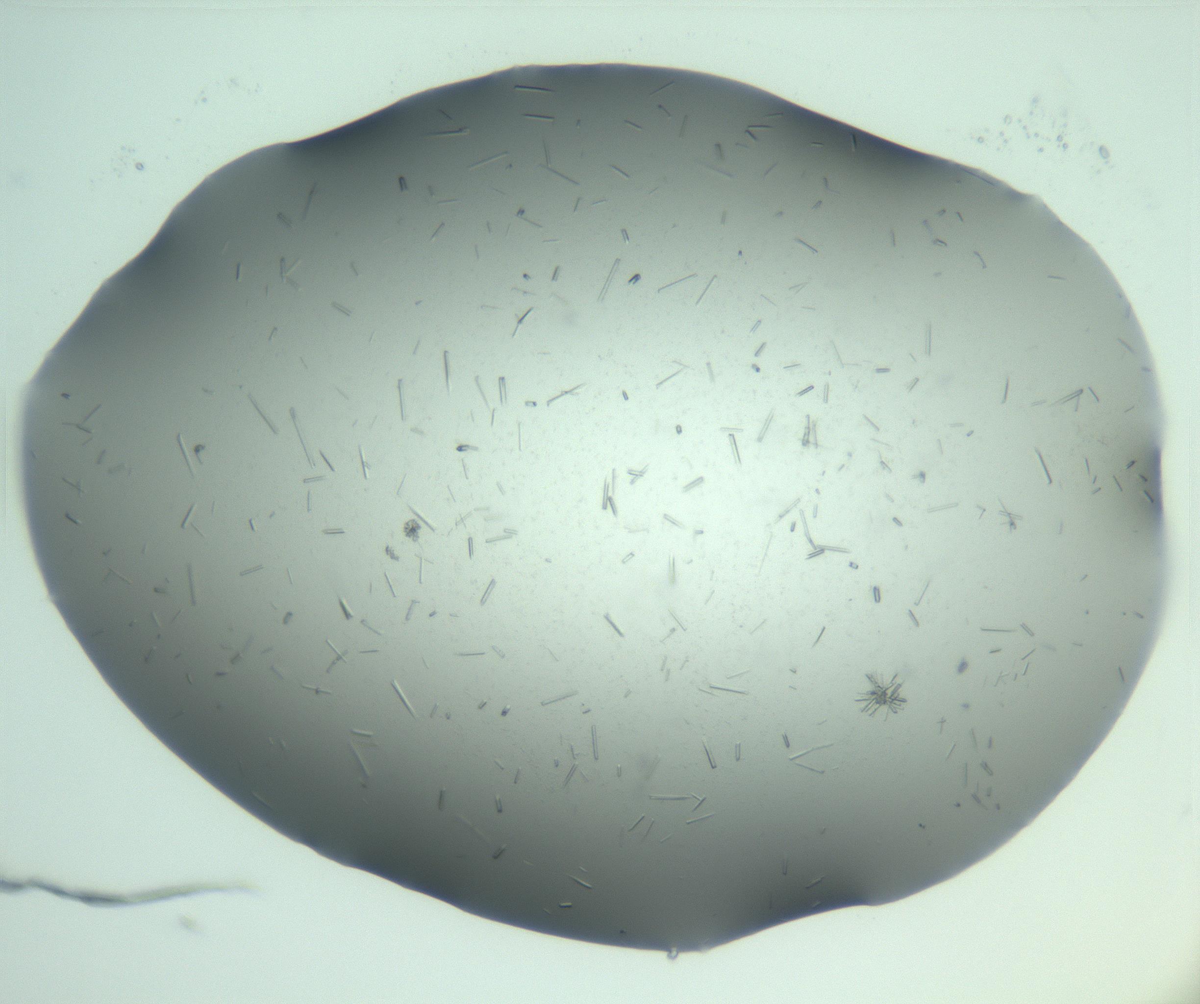 RI01_03_000_0212_Proj1_Clon1_MC_0000MC103274_002_170214_08_08_01_00_99_002_001_RAI.jpg