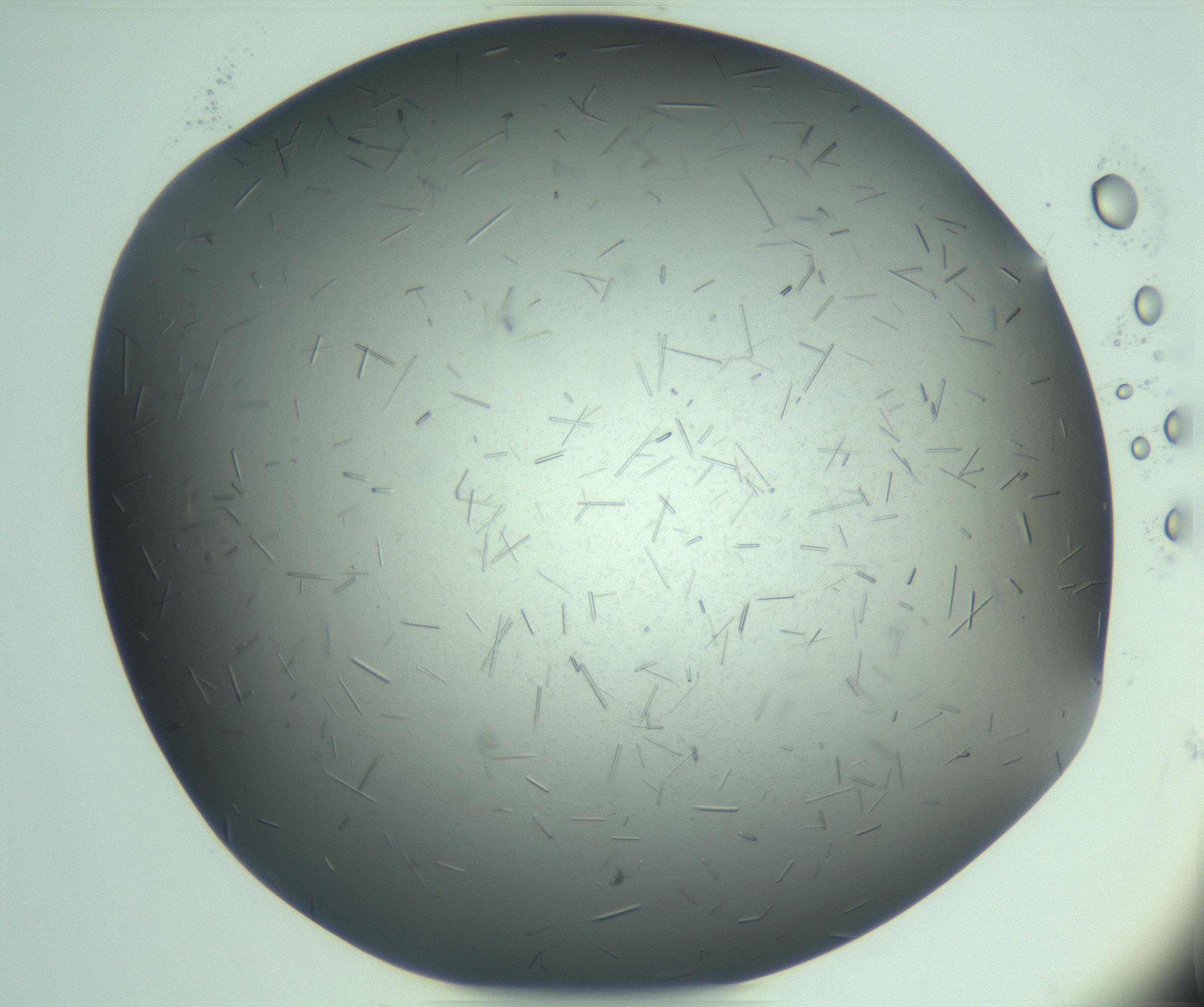 RI01_03_000_0212_Proj1_Clon1_MC_0000MC103274_002_170214_08_08_02_00_99_002_001_RAI.jpg
